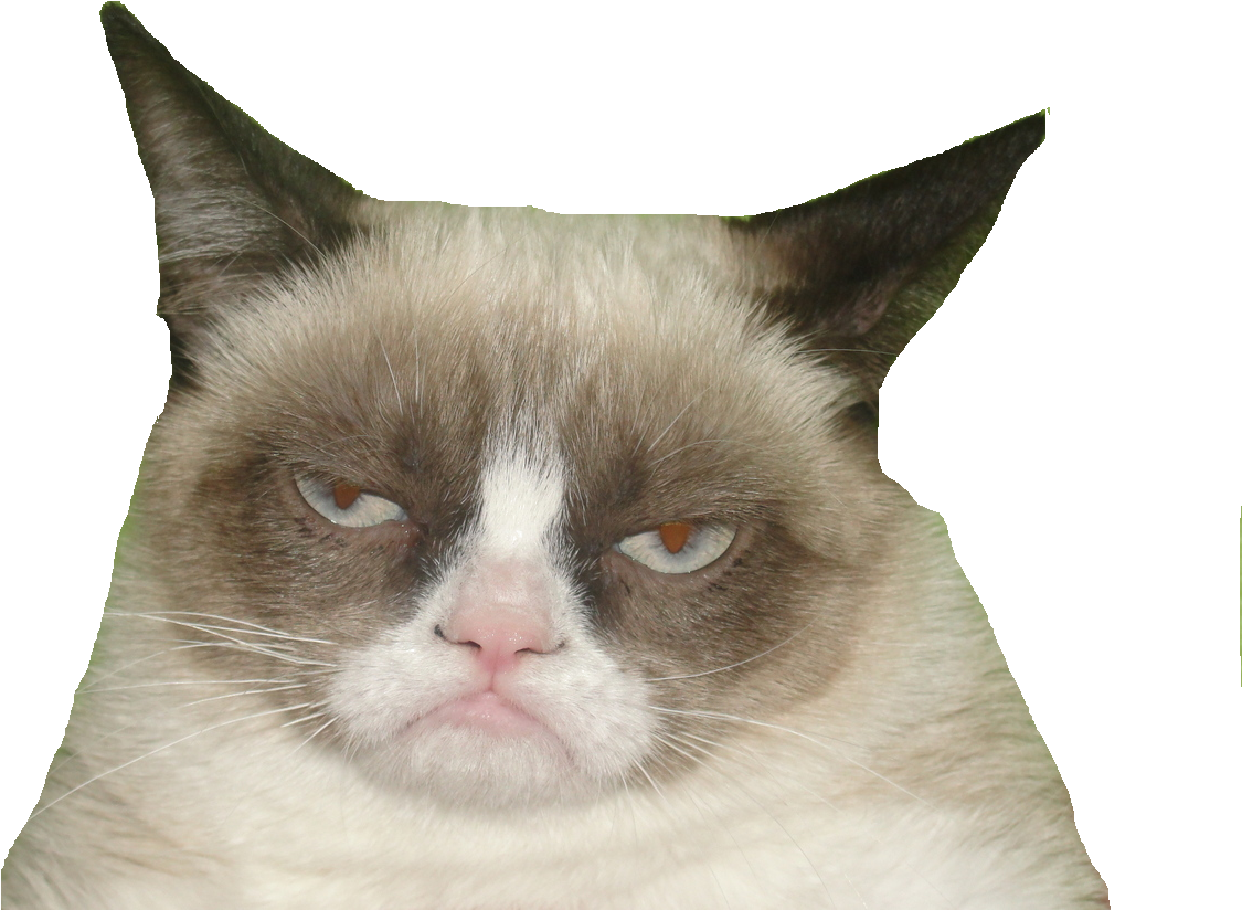 Download Grumpy Cat Meme Classic 0970