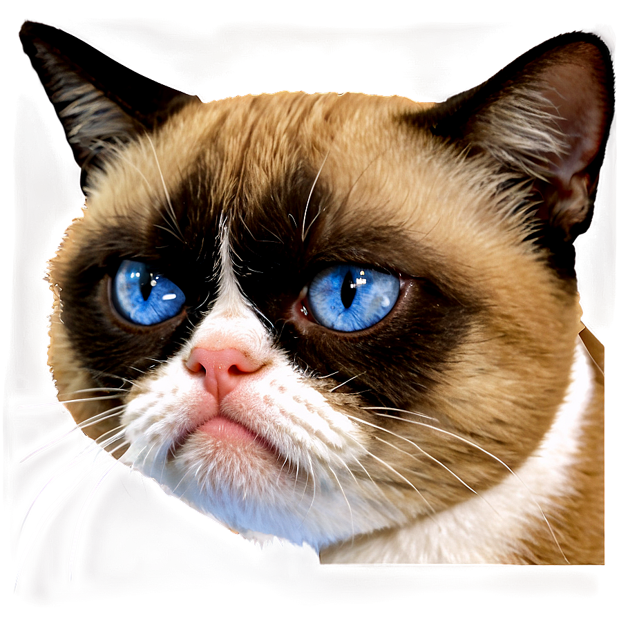 Grumpy Cat Meme Png Mpt10 PNG