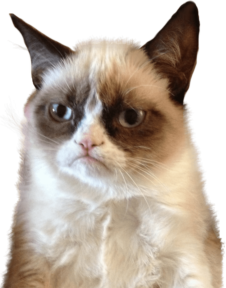 Grumpy Cat Meme Portrait PNG