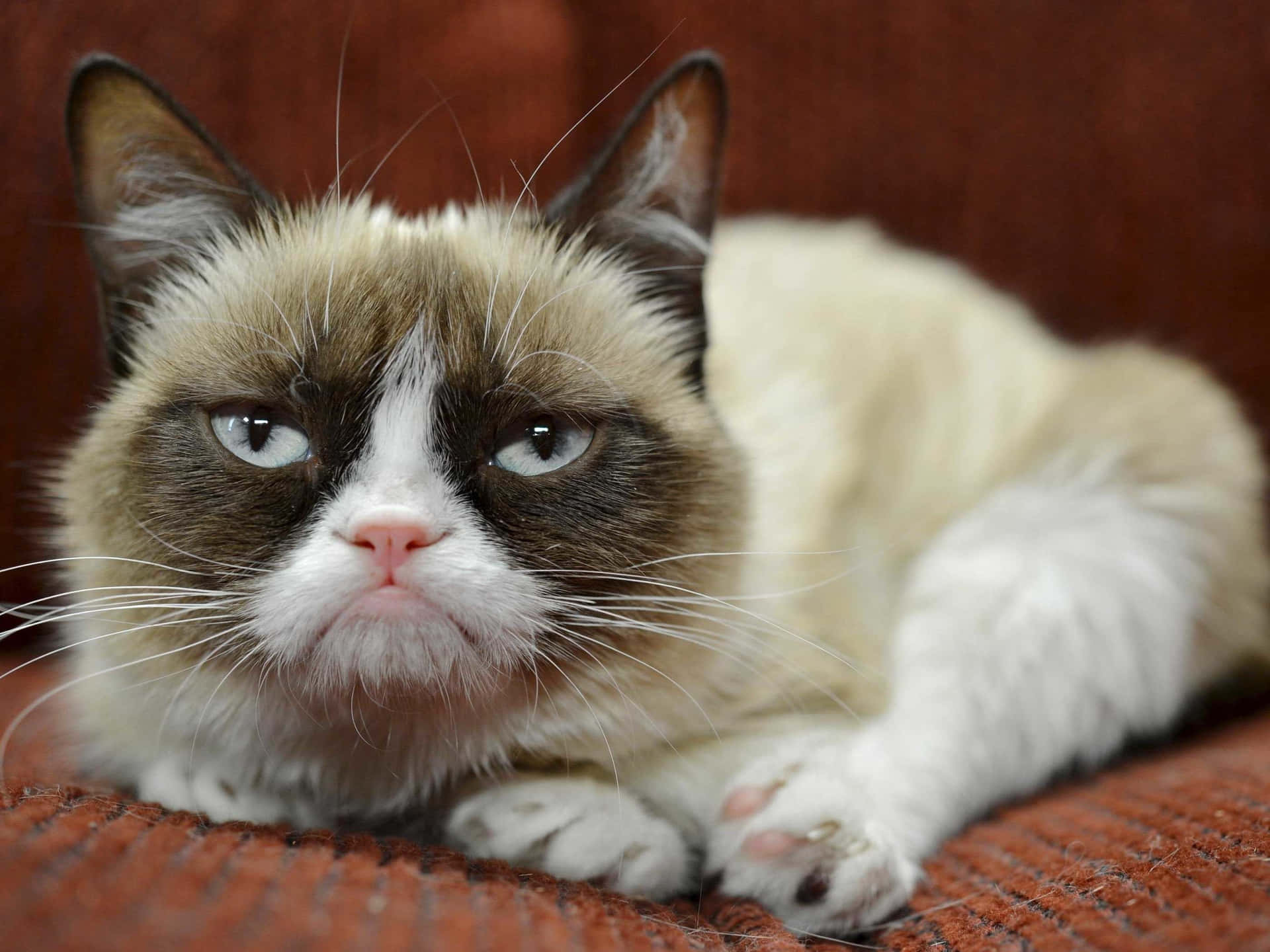 Retratode Grumpy Cat Fondo de pantalla