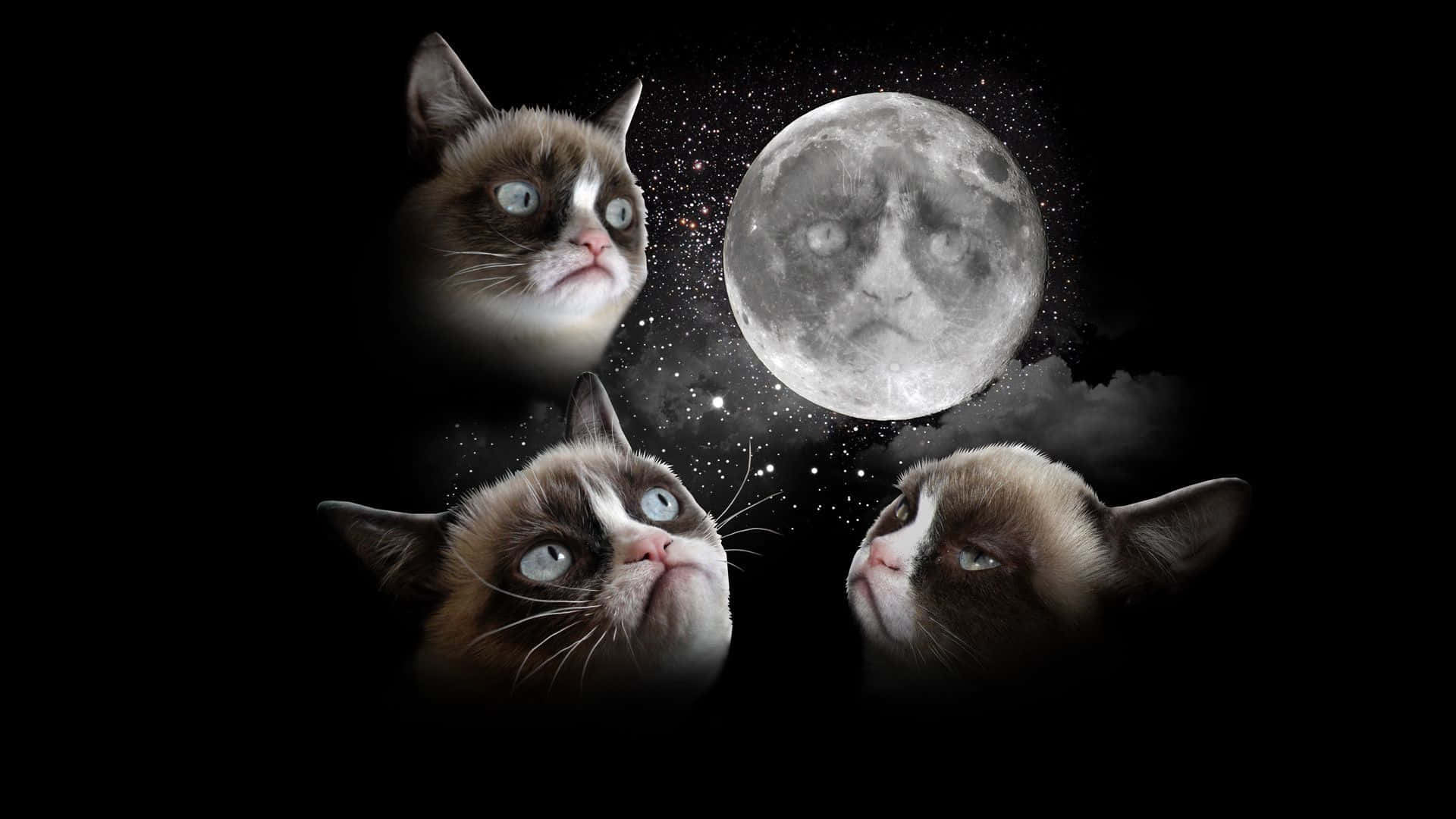 Diecharakteristische Miene Von Grumpy Cat Wallpaper