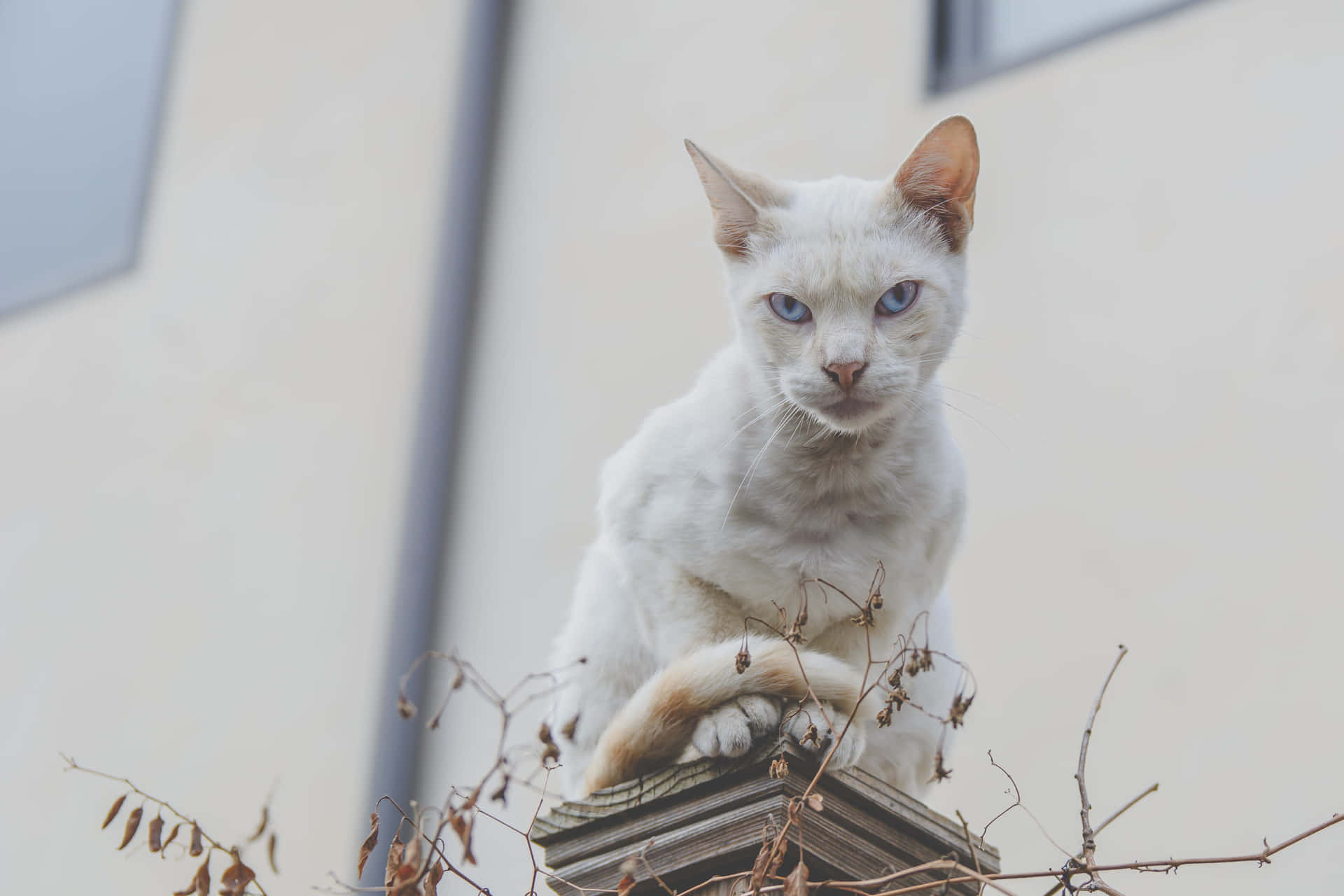 A White Cat Sitting On Top Of A Ledge