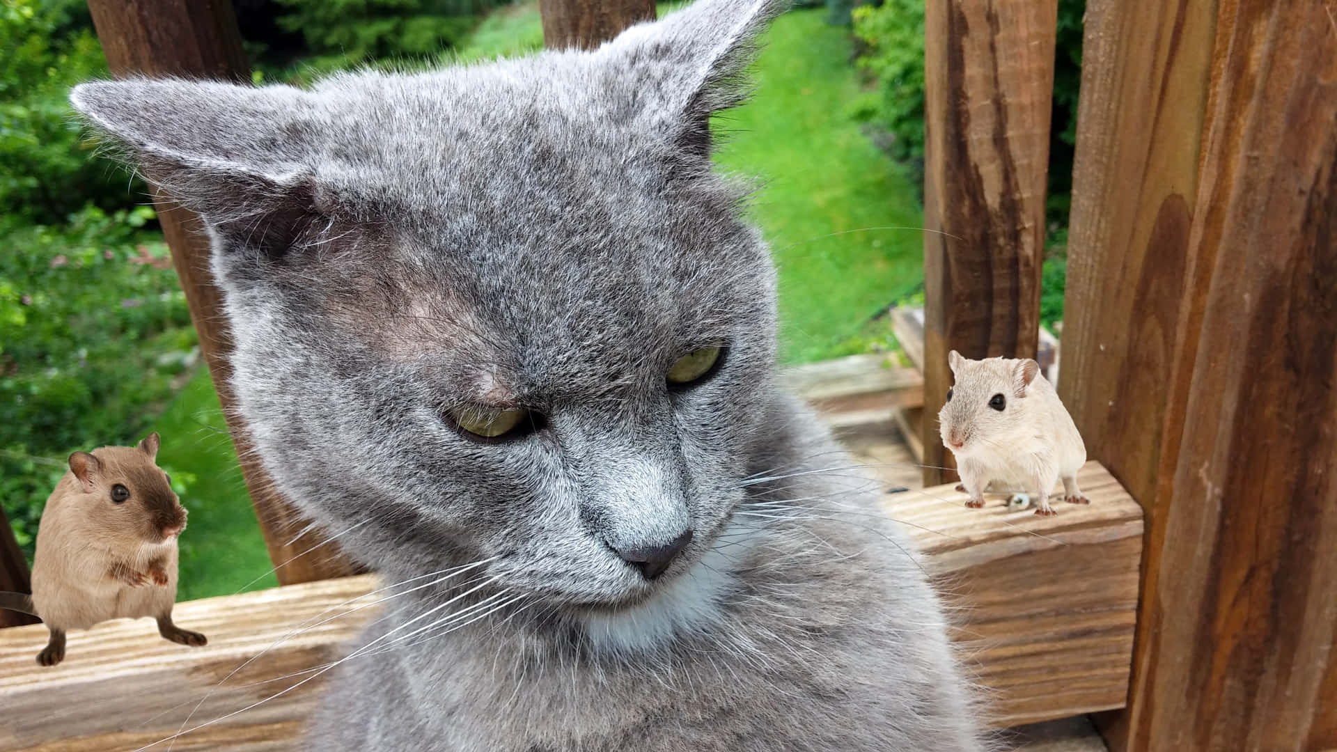 Denberömda Grumpy Cat Med Sin Ikoniska Missnöjda Min