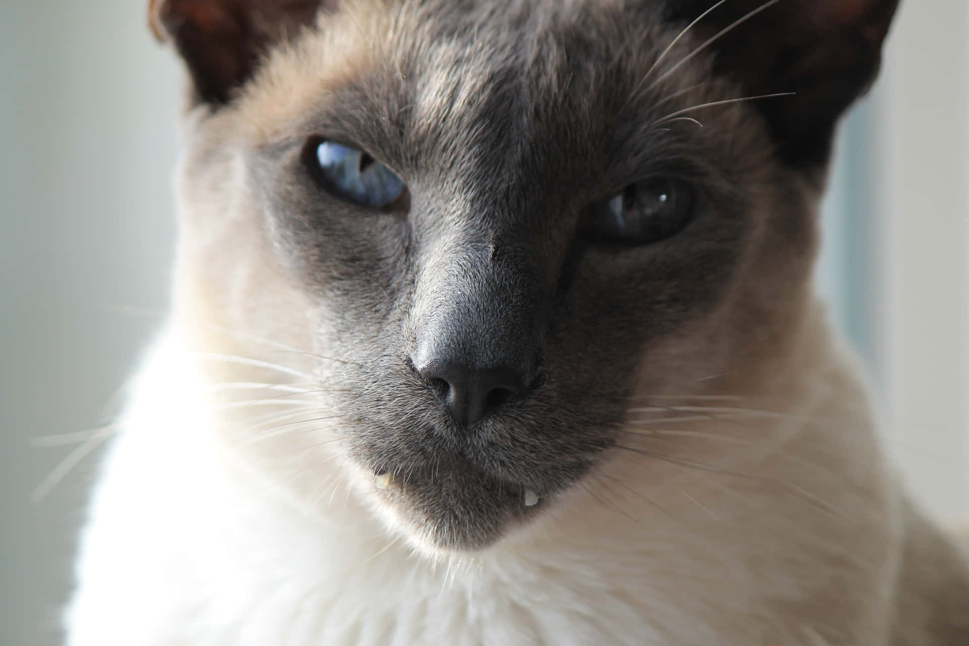 A Cat With Blue Eyes