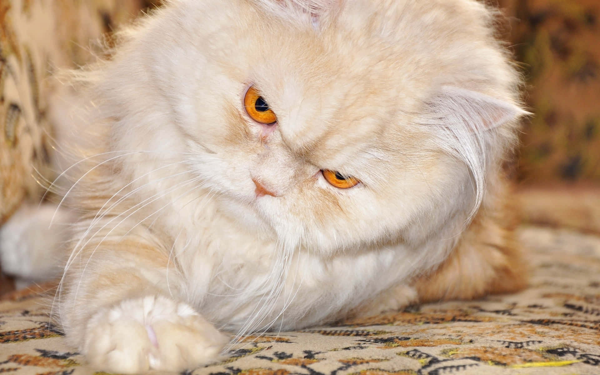 Envit Katt Med Orangea Ögon