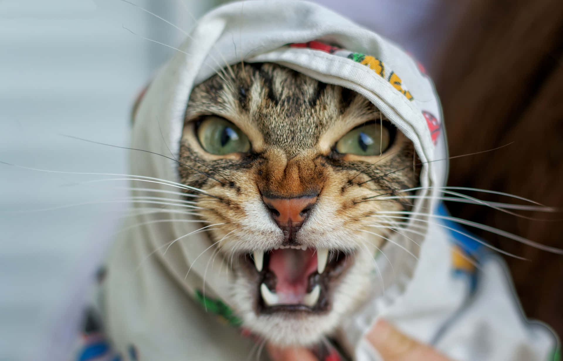 A Cat With Its Mouth Open Is Being Held By A Person