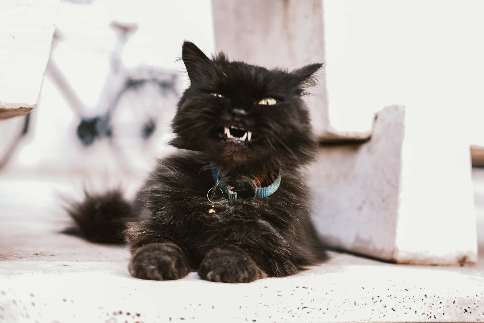 Grumpy Cat Glaring