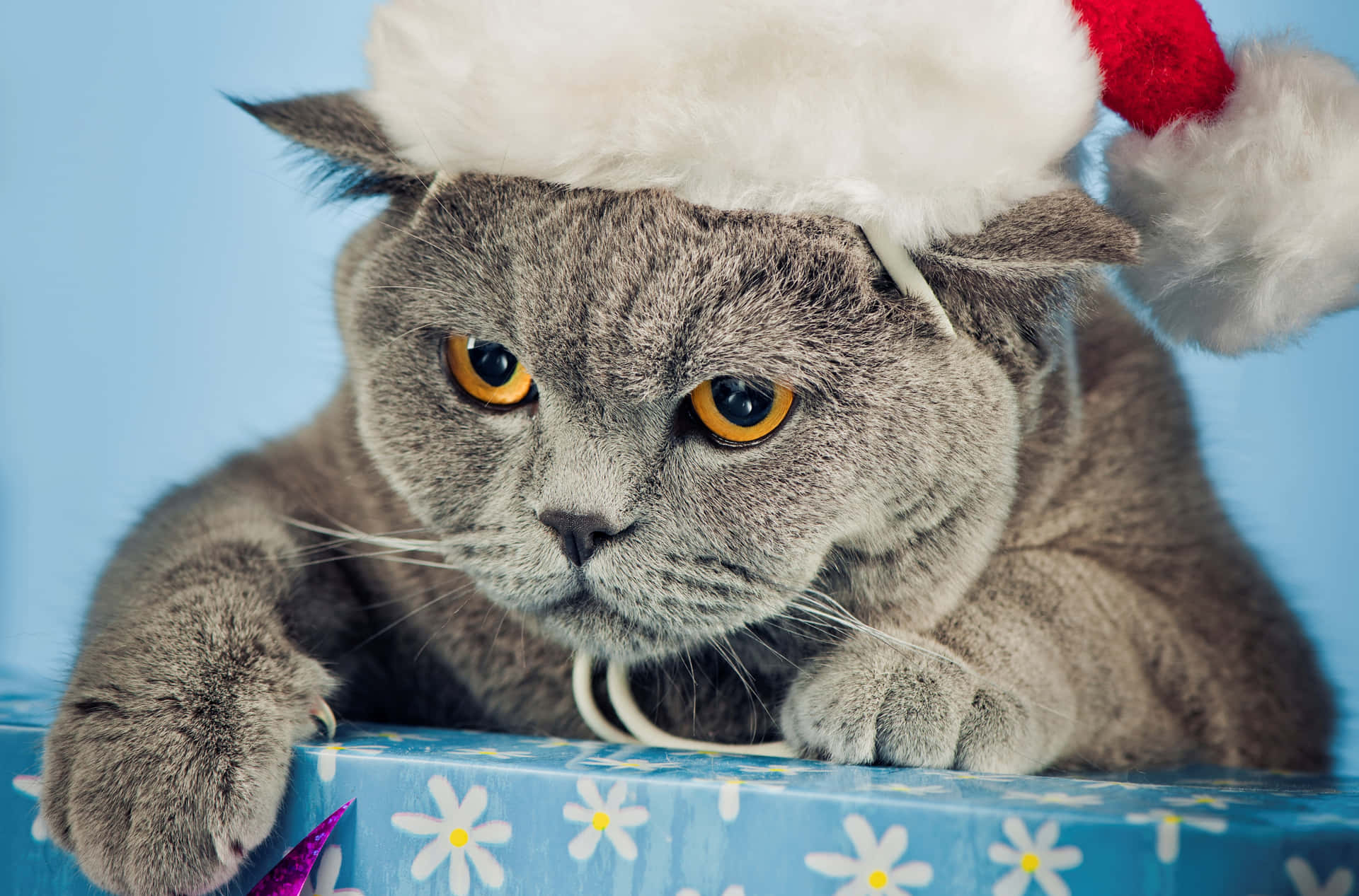 A Cat Wearing A Santa Hat
