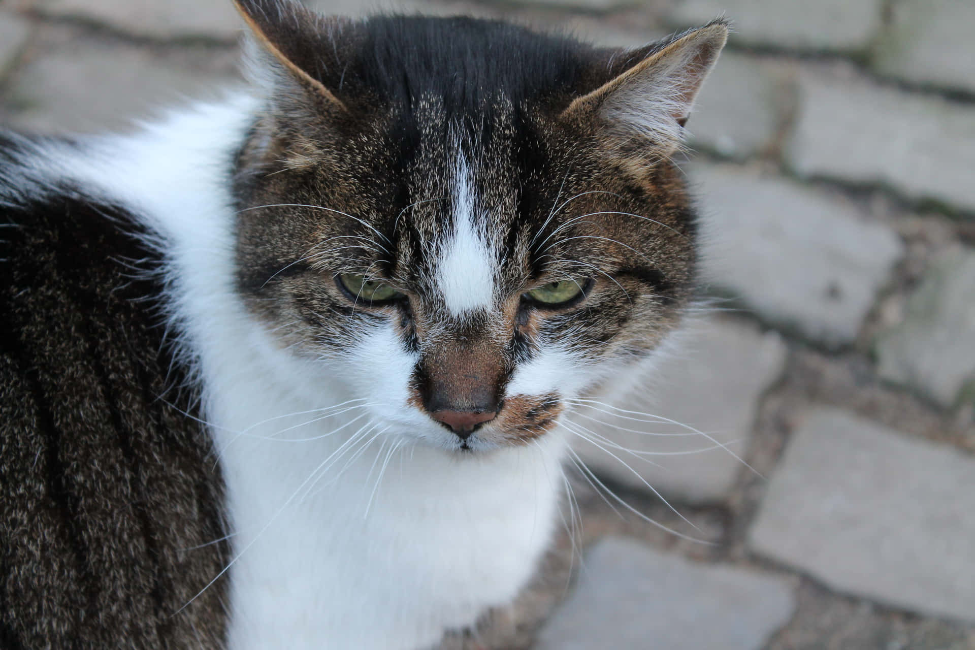 Download Fotos Do Grumpy Cat Wallpaper