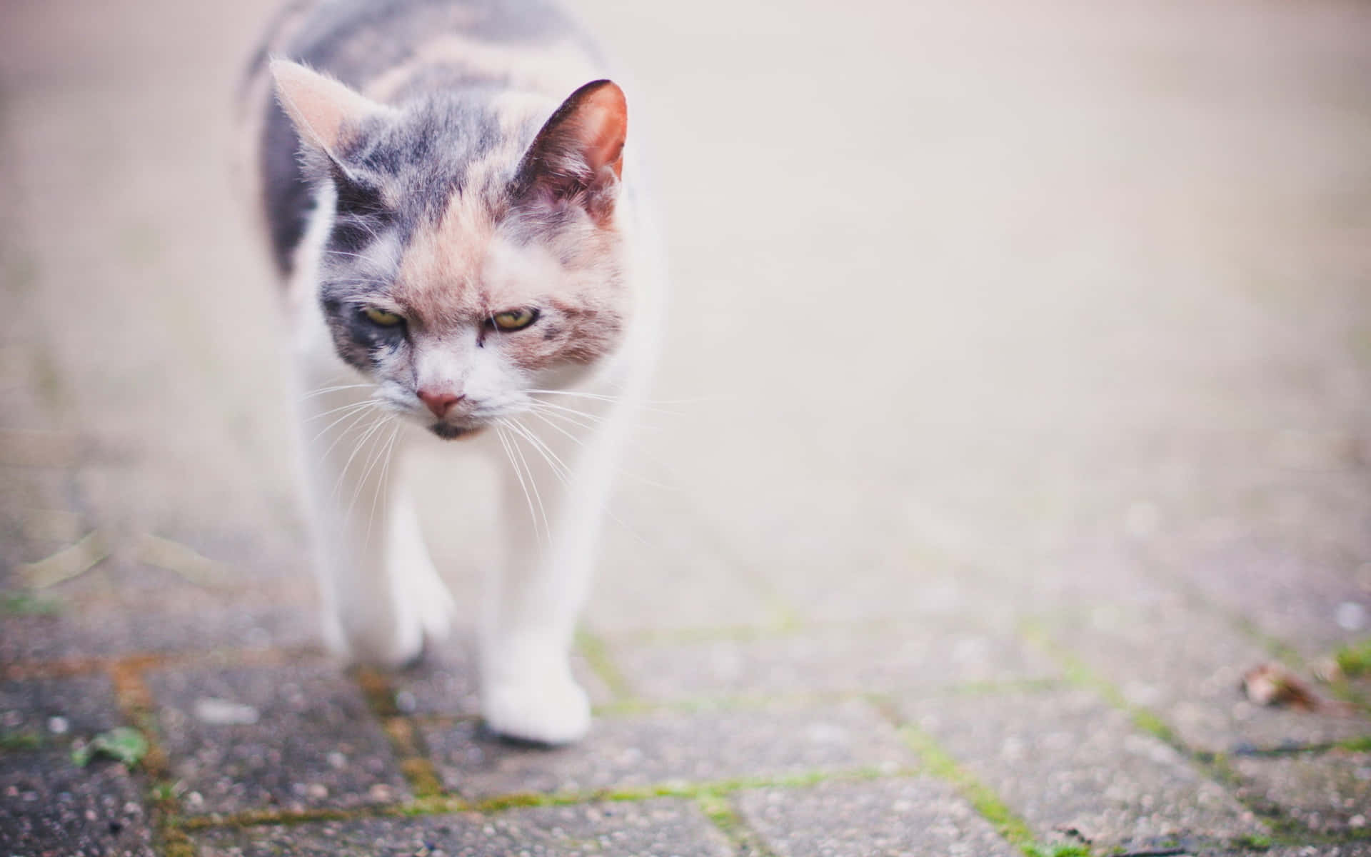 A Cat Walking On A Brick Walkway