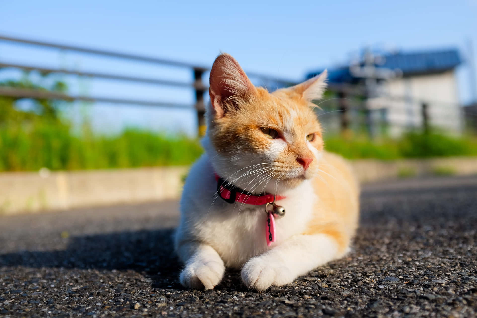 A Cat Is Laying On The Road With A Pink Collar