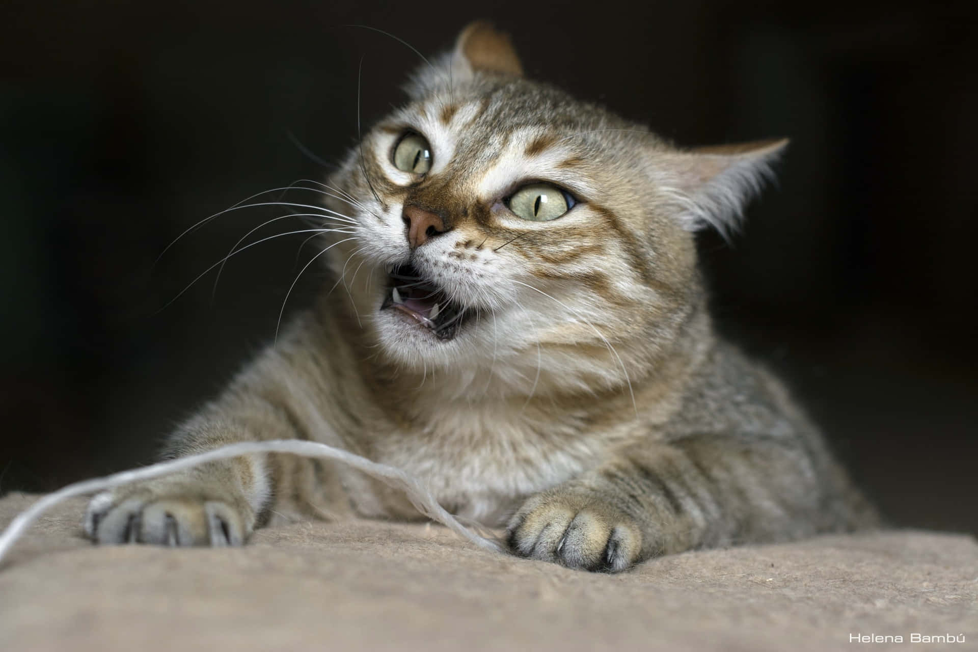 A Cat Is Yelling At A String