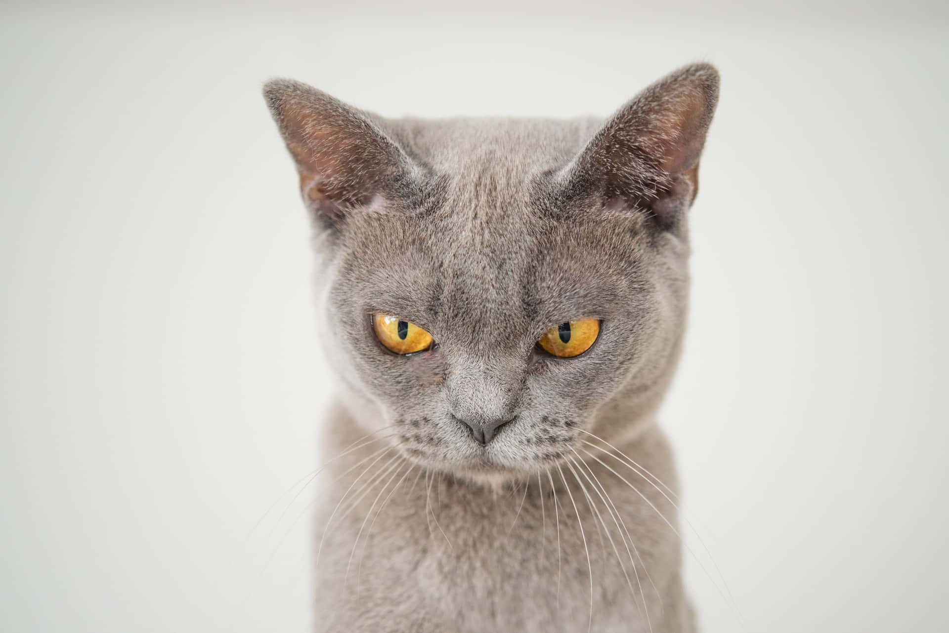 A Gray Cat With Yellow Eyes Is Looking At The Camera
