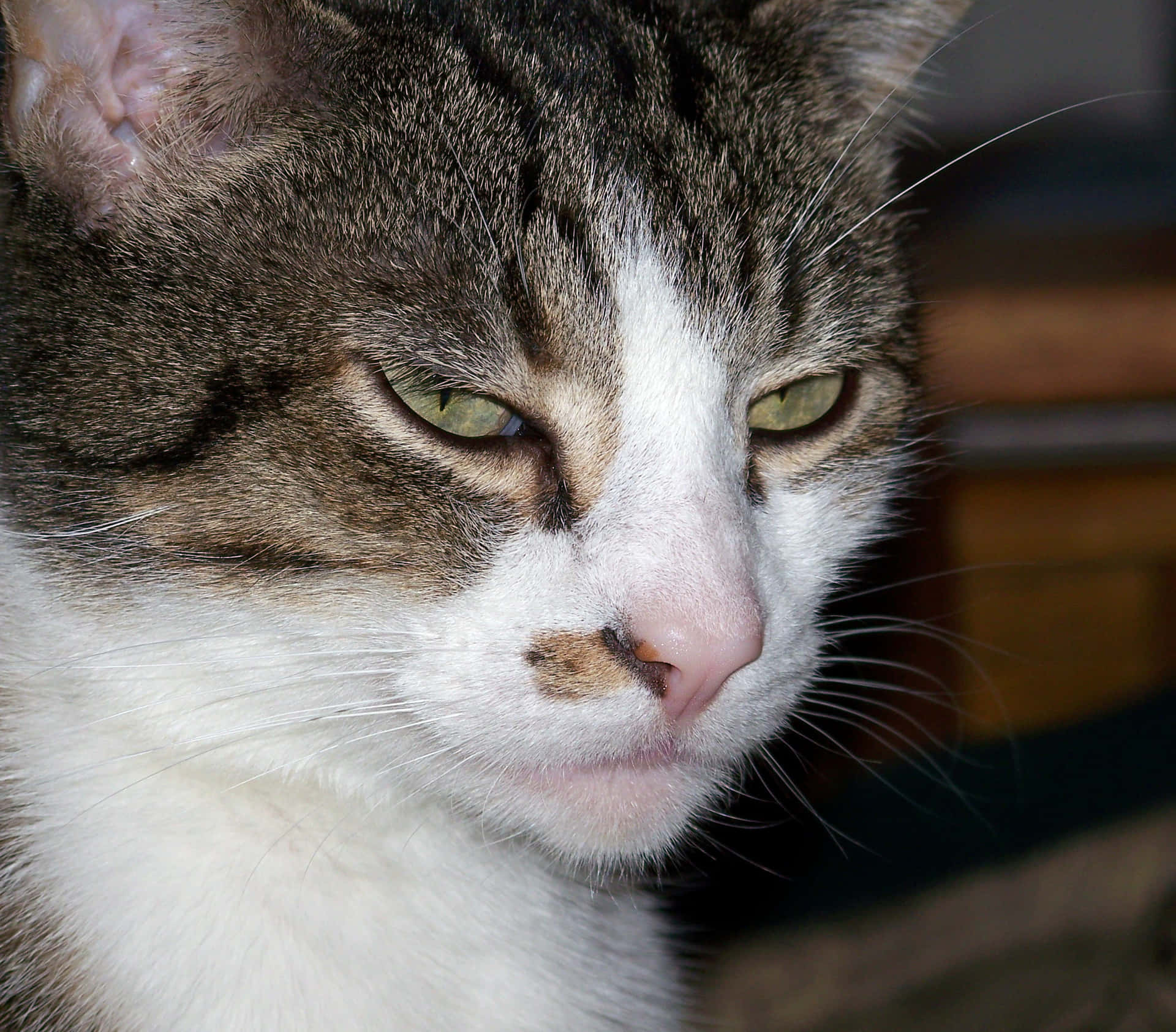 Verdenifølge Grumpy Cat