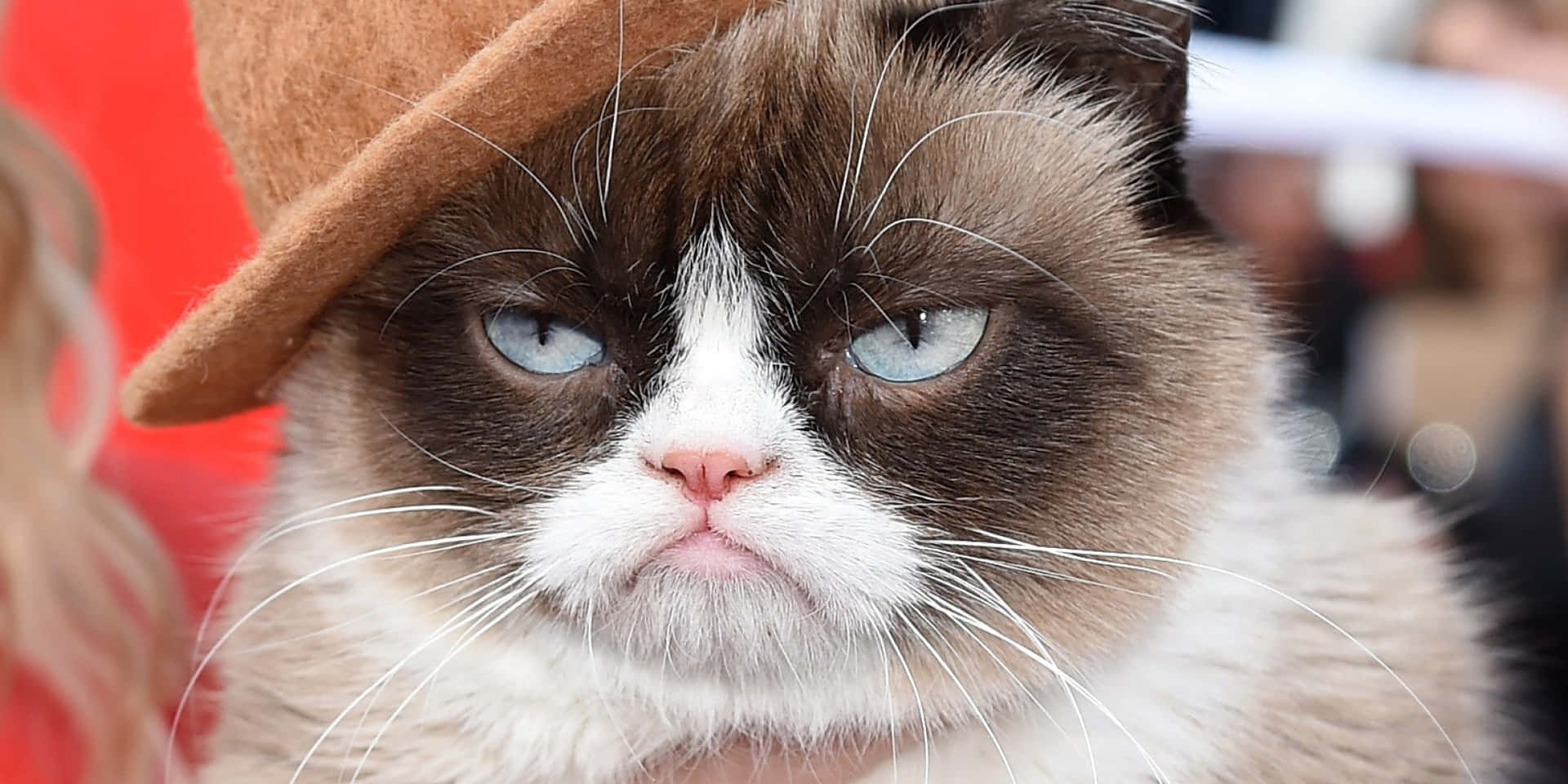 Grumpycat: En Purr-fekt Ulykkelig Kat