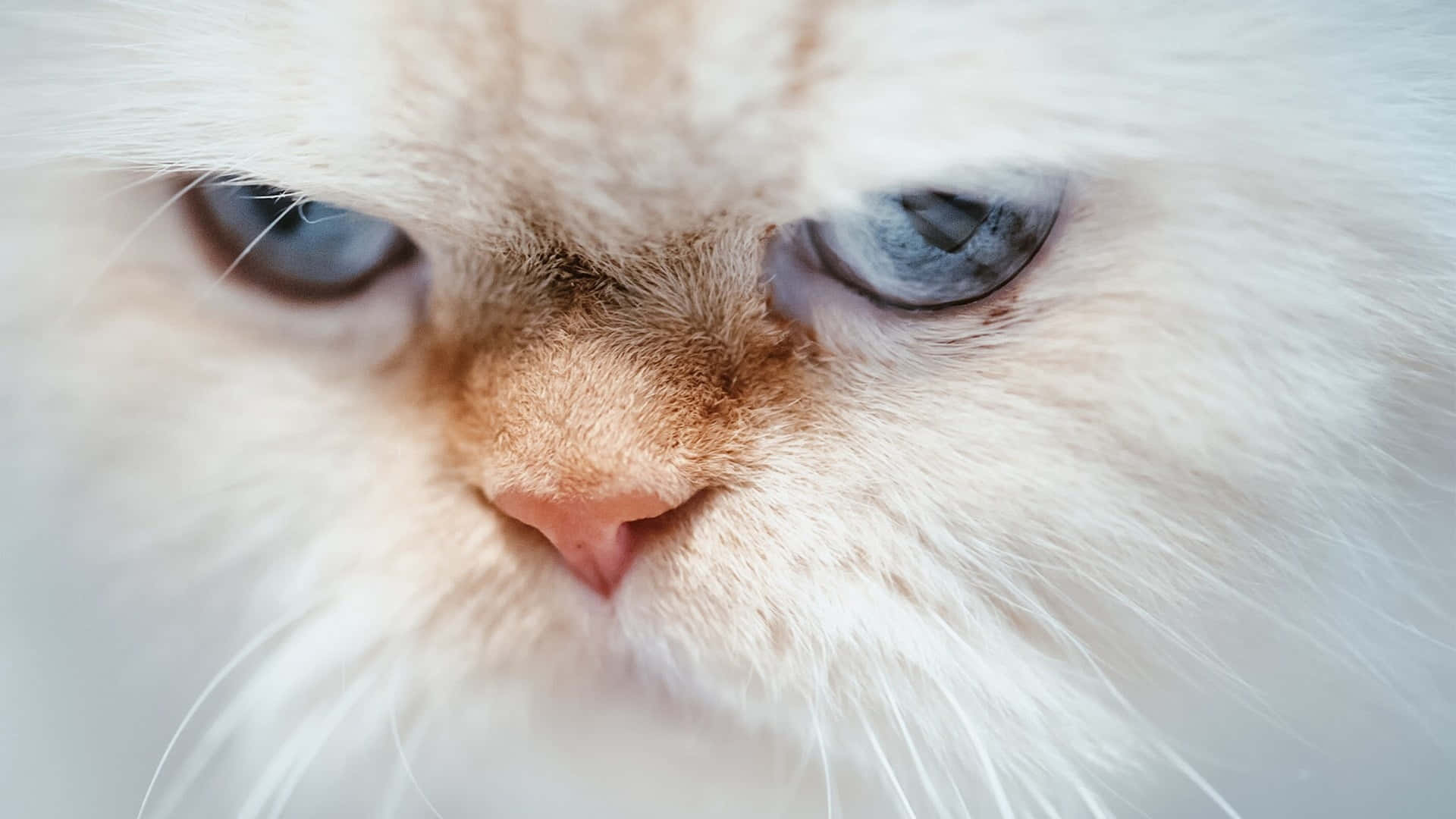Grumpycat: Nicht Beeindruckt