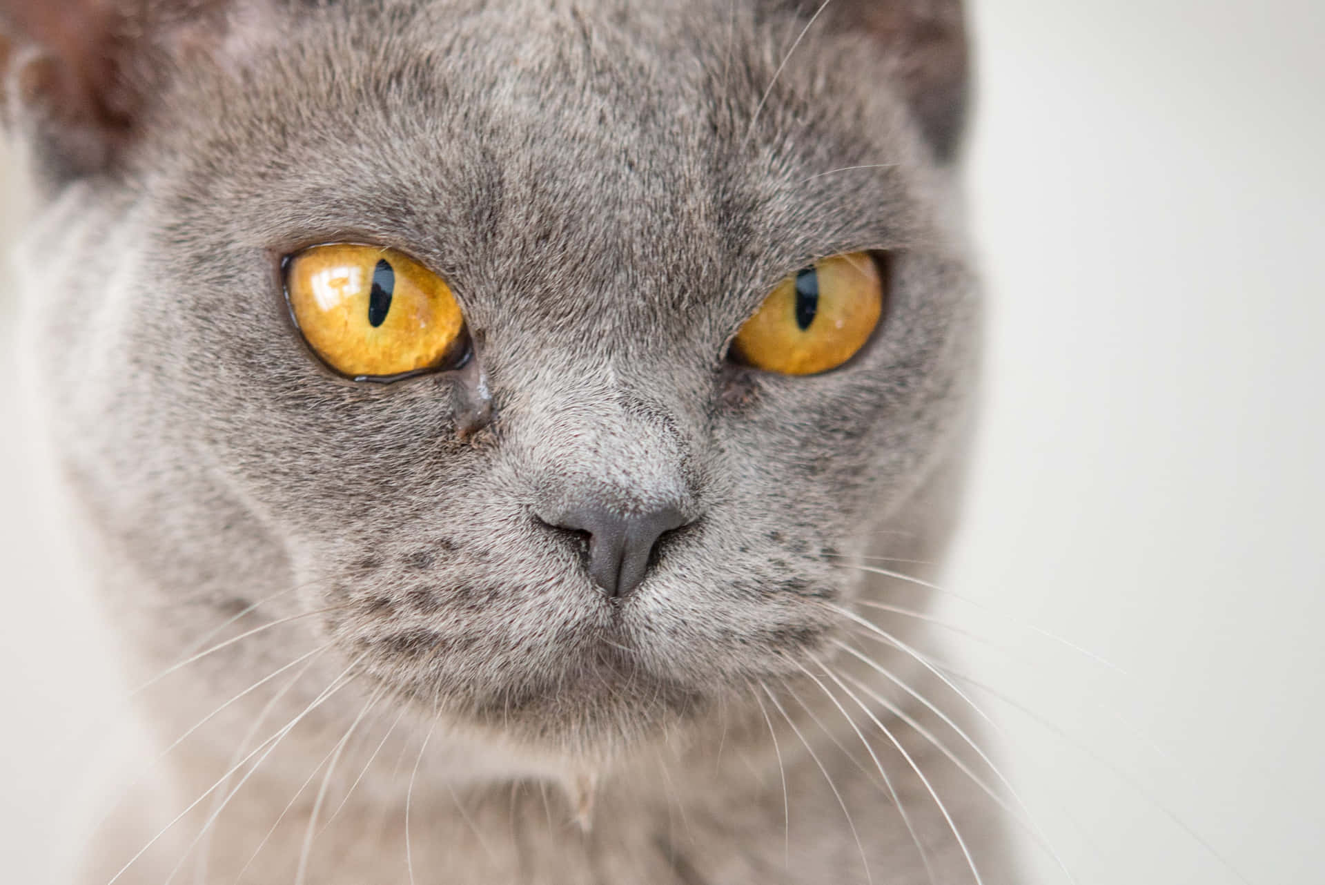 A Gray Cat With Yellow Eyes