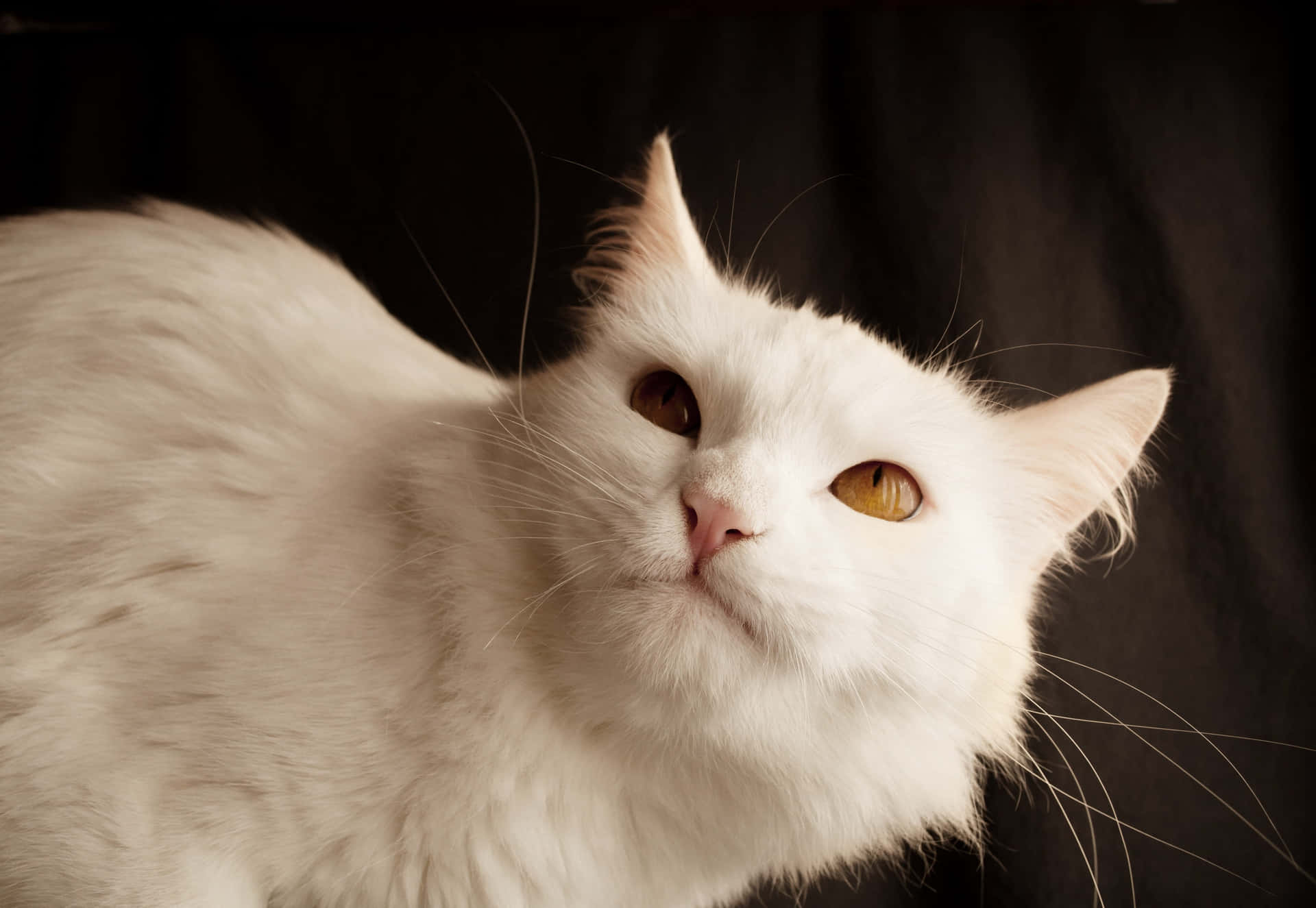 Bildberühmtes Mürrisches Katzen-gesicht
