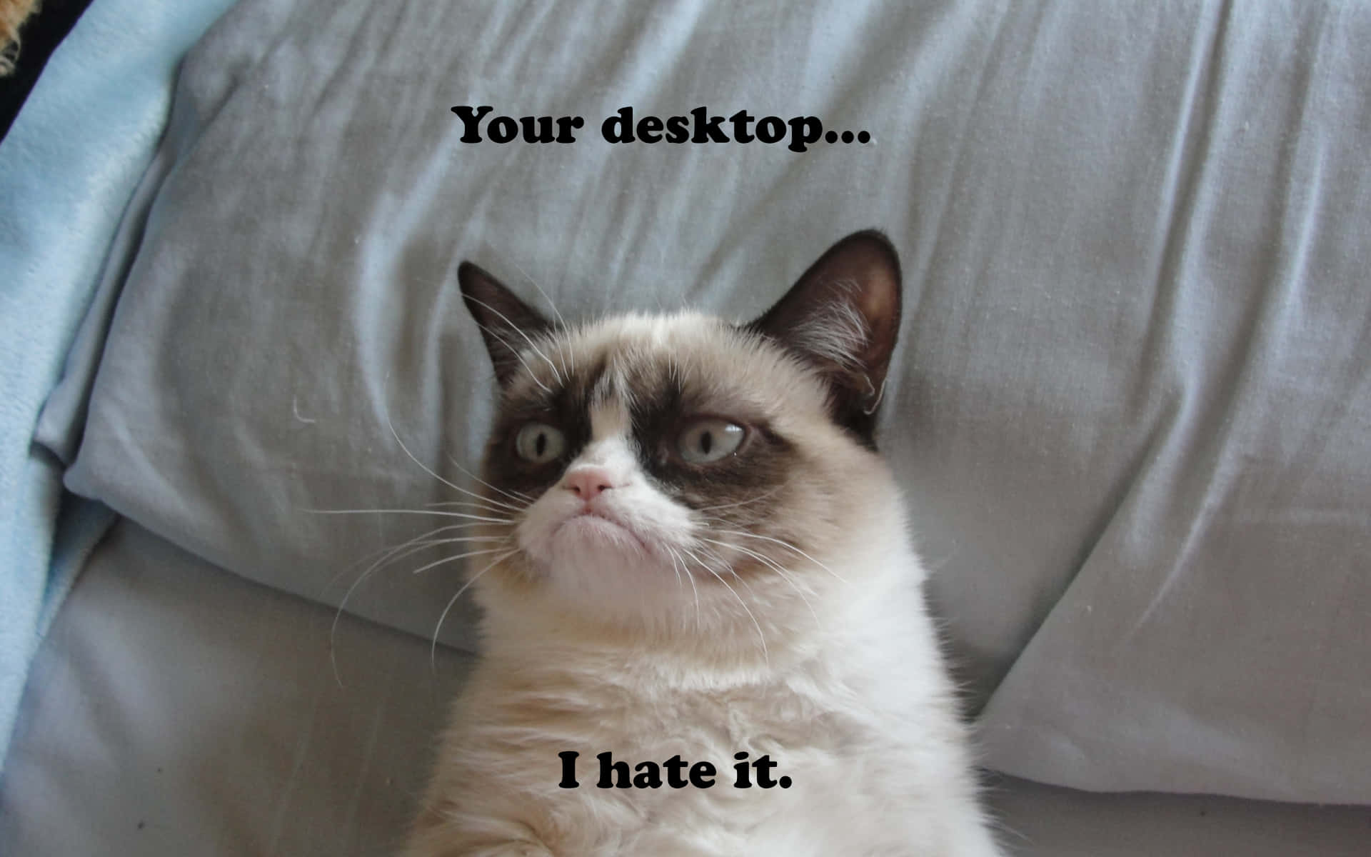 The world-famous Grumpy Cat says it all Wallpaper