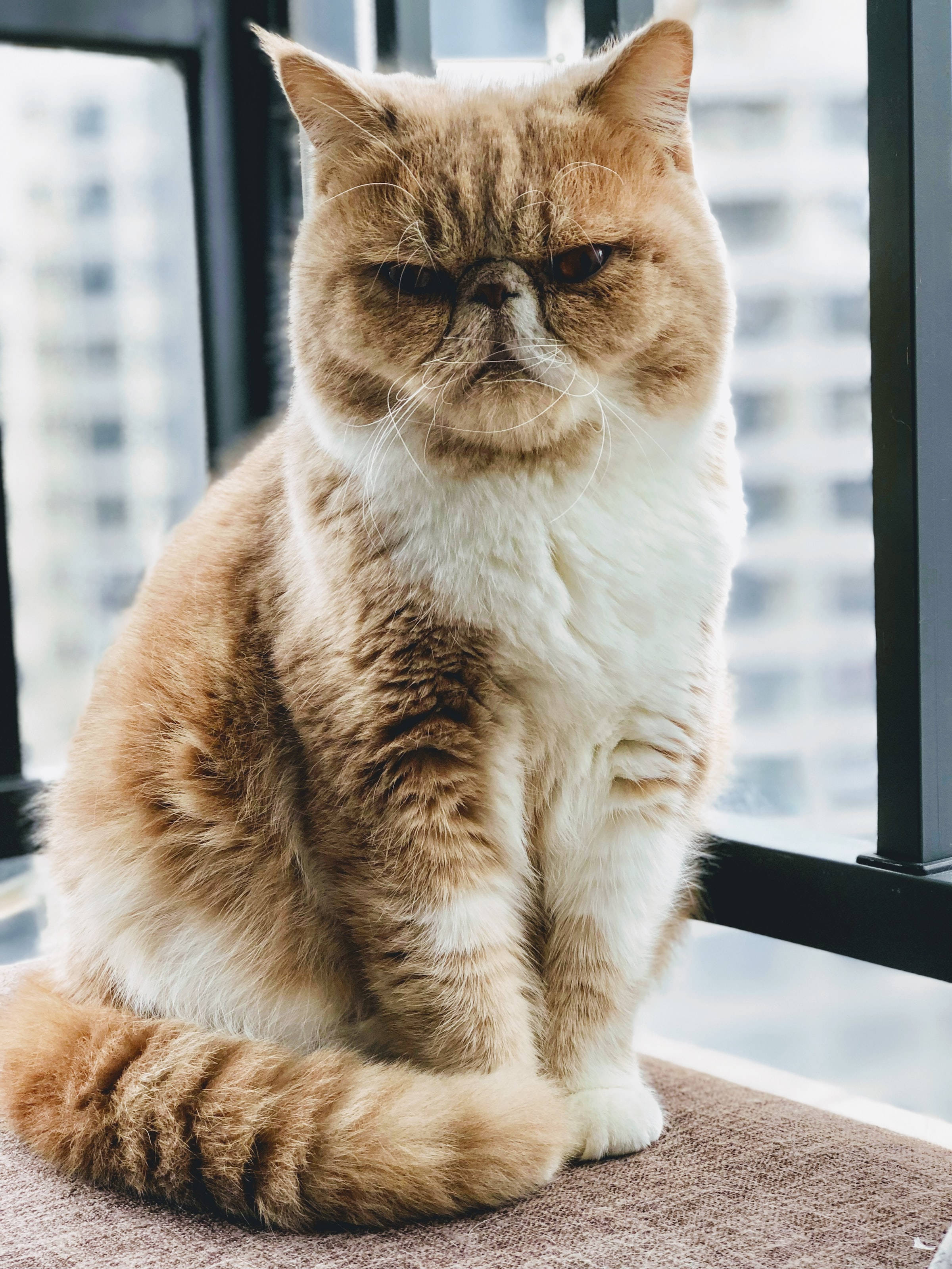 Grumpy Exotic Shorthair Cat PFP Wallpaper