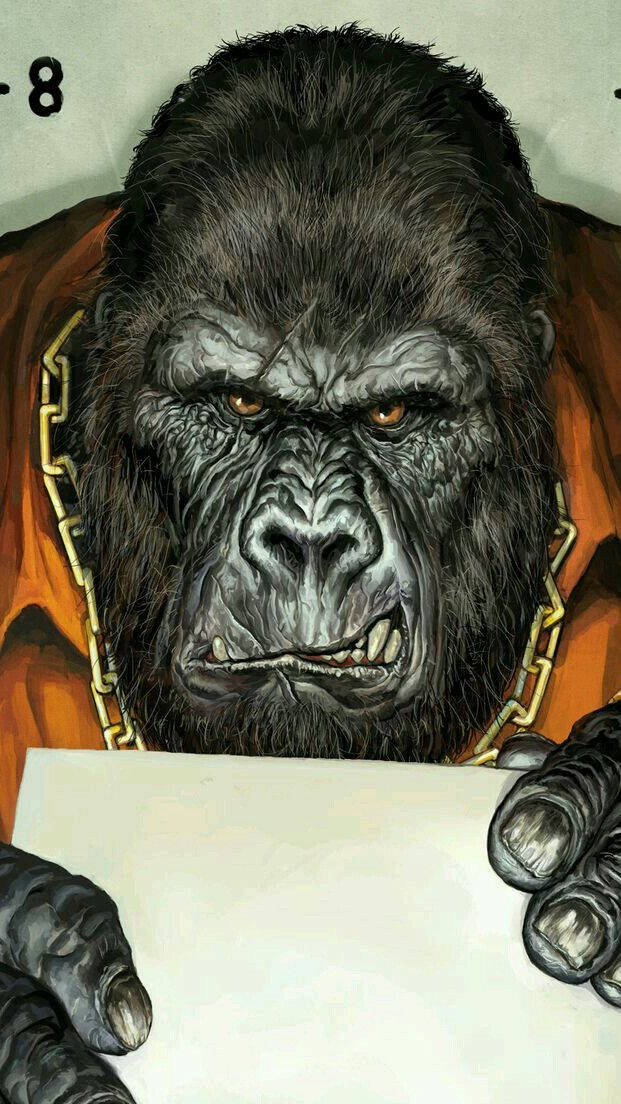 Grumpy Gorilla Iphone Wallpaper