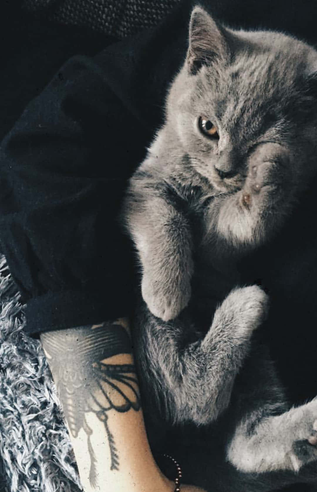 Grunge Grey Kitten Cuddle.jpg Wallpaper