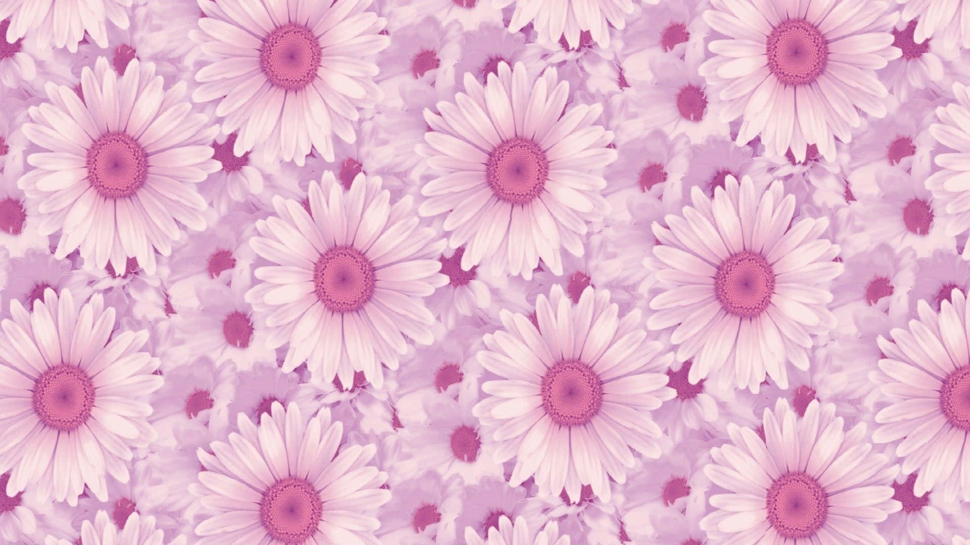 Grunge lyserød æstetisk laptop Daisie Flower Wallpaper. Wallpaper