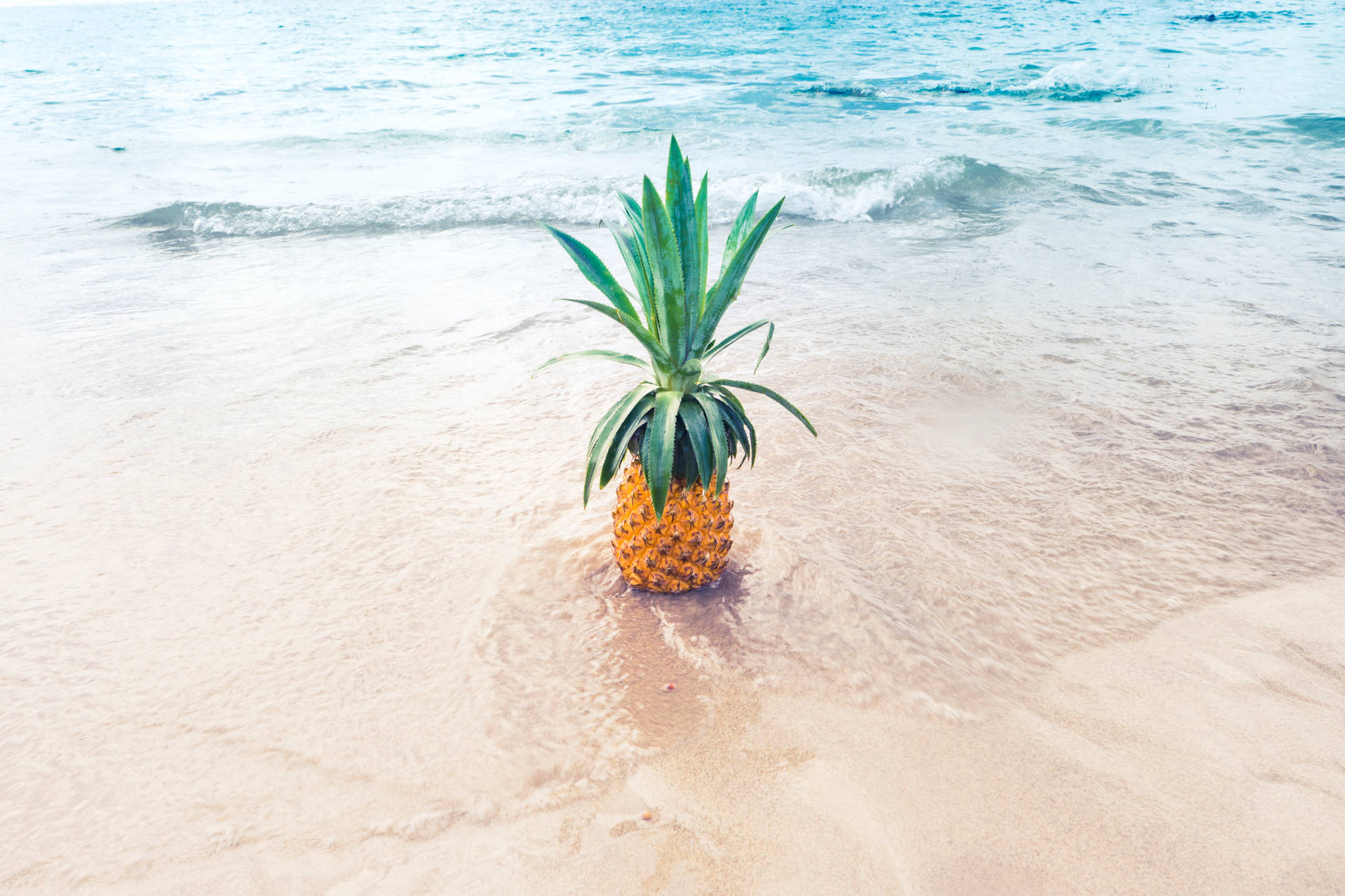 Guadeloupe Pineapple Fruit On Beach