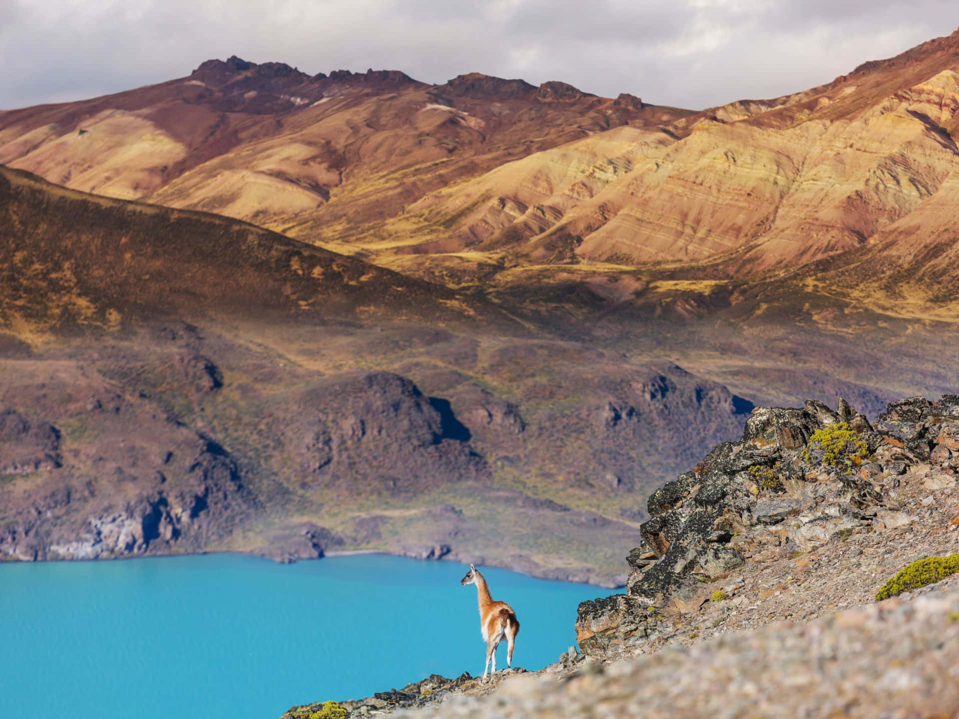 Guanaco Overlooking Mountain Lake Wallpaper