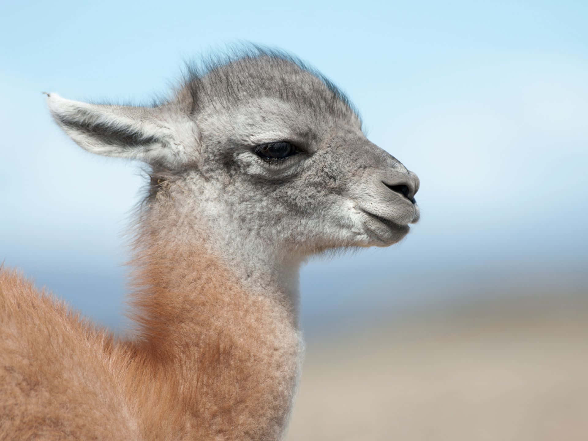 Guanaco Portret In Natuurlijke Habitat Achtergrond