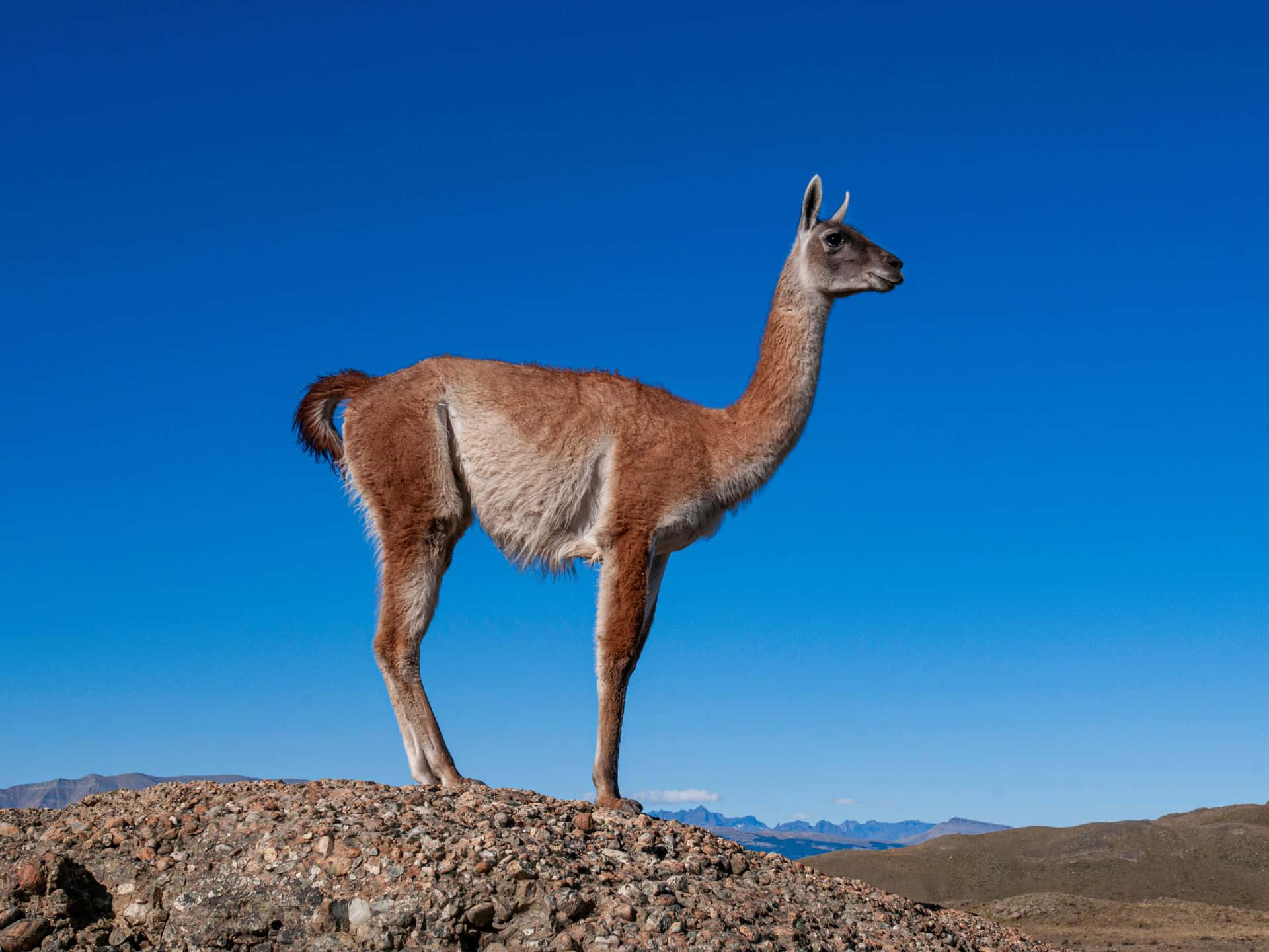 Guanaco Standingon Mountain Ridge Wallpaper