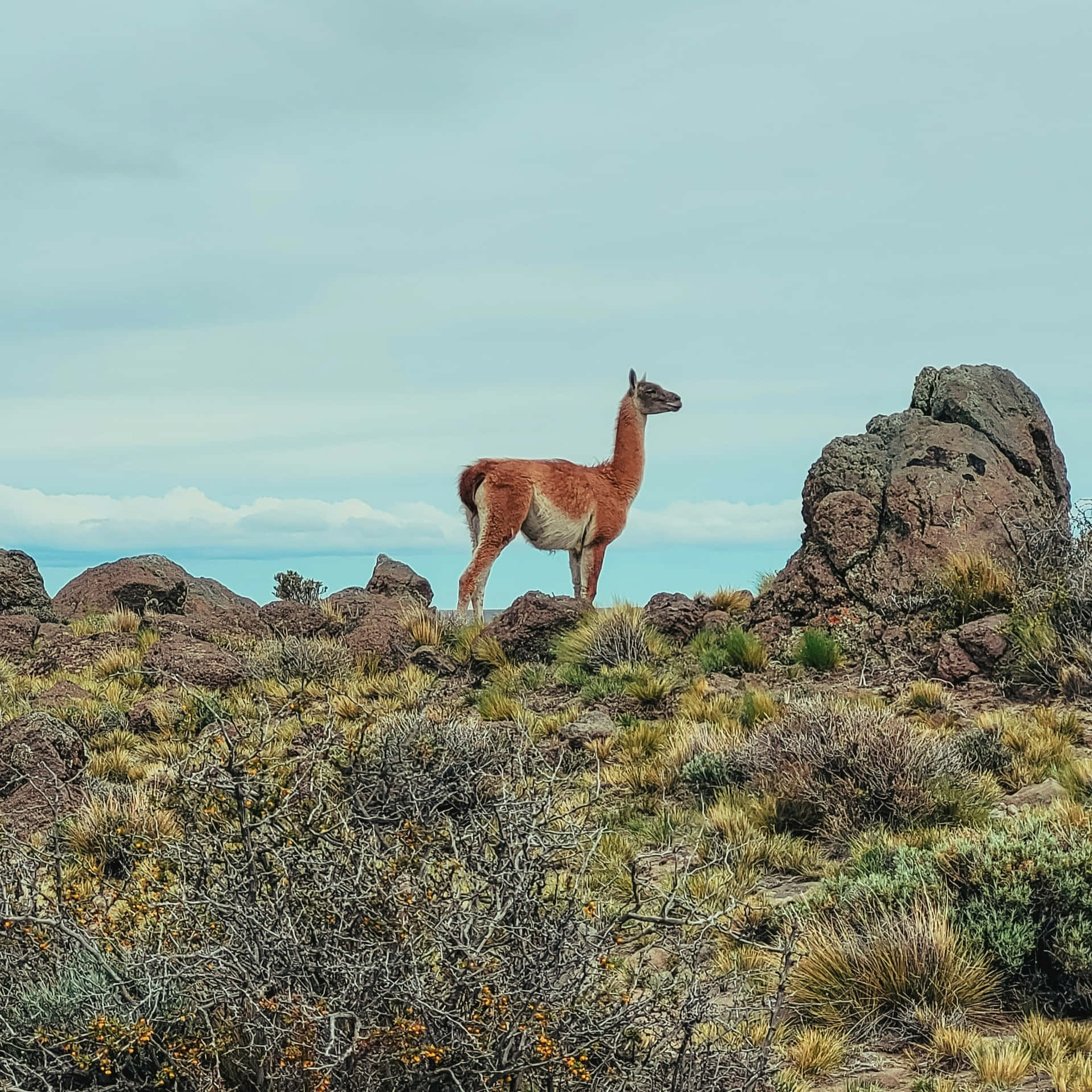 Guanacoin Andean Landscape Wallpaper