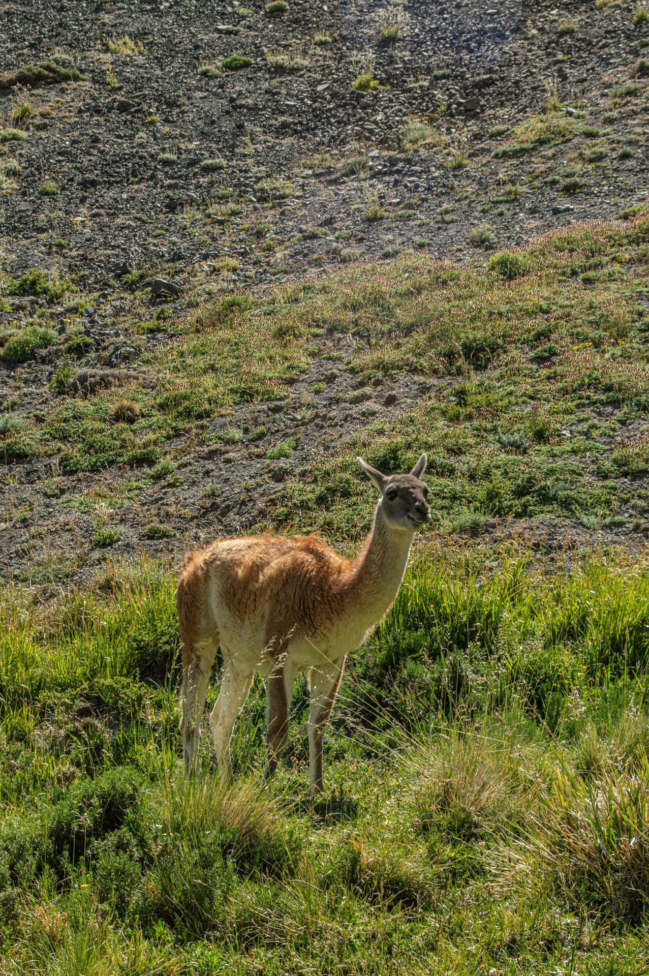 Guanacoin Natural Habitat Wallpaper