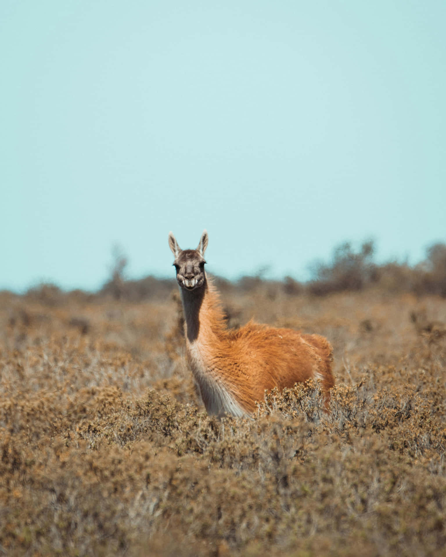 Guanacoin Natural Habitat Wallpaper