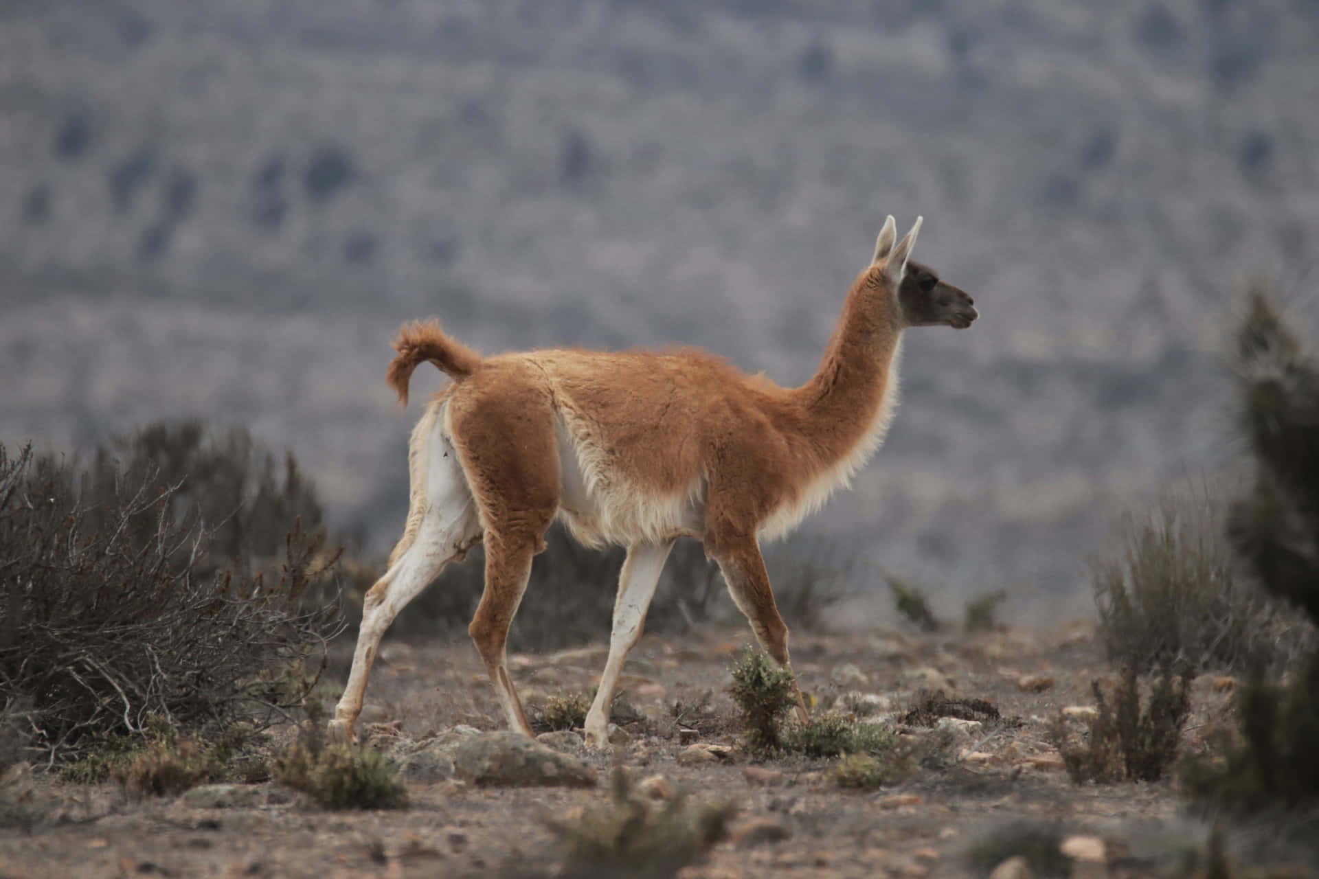 Guanacoin Natural Habitat Wallpaper