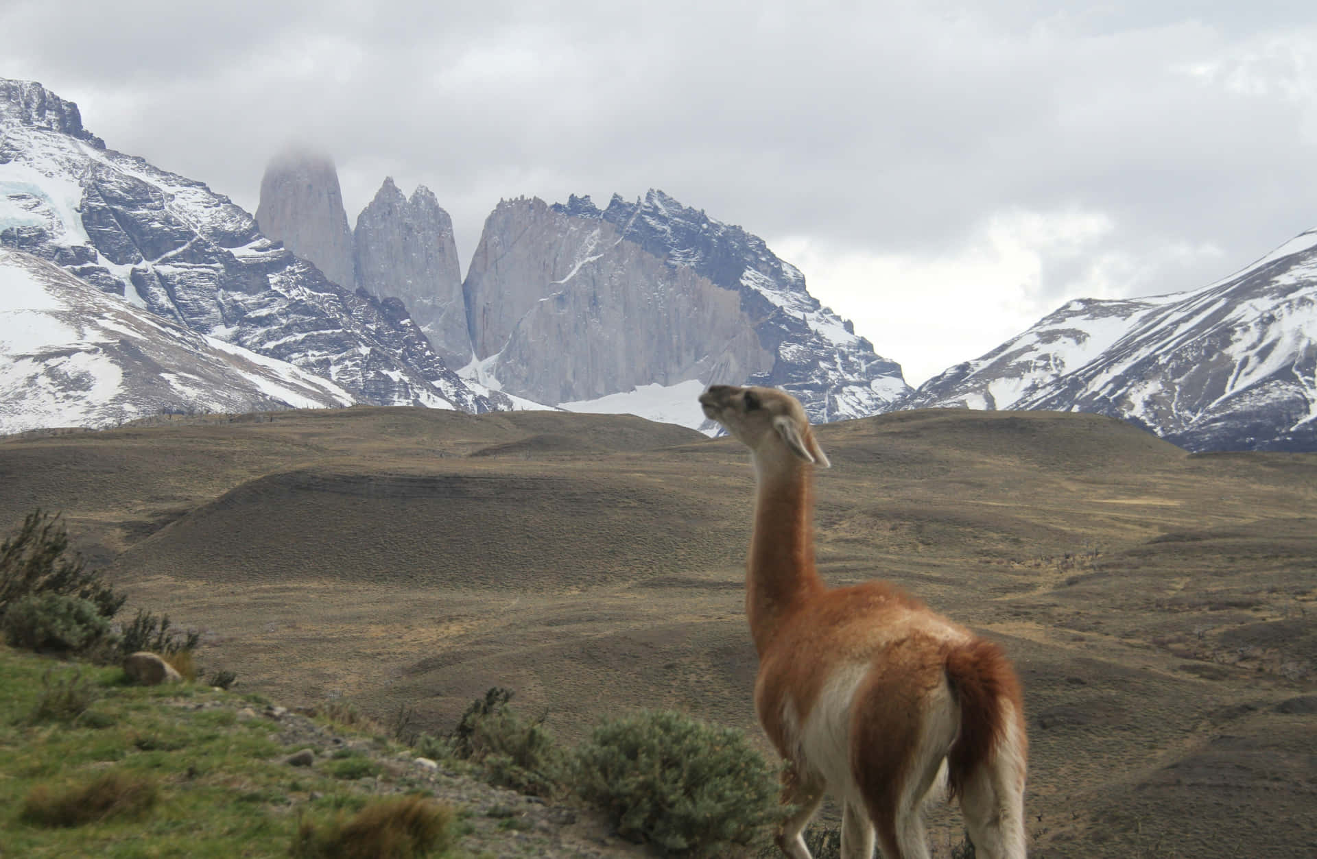 Guanacoin Patagonian Landscape Wallpaper