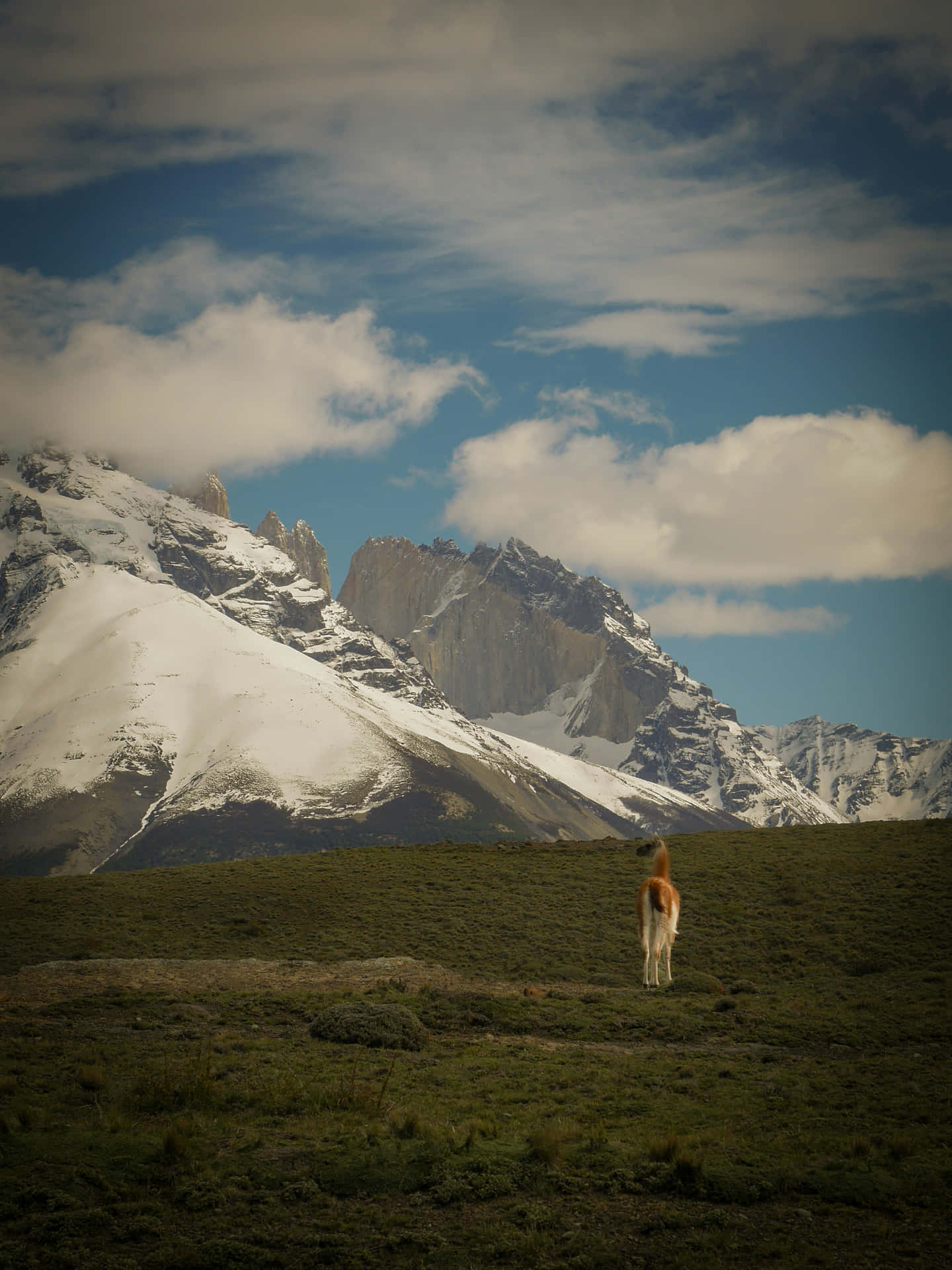 Guanacoin Patagonian Mountains.jpg Wallpaper