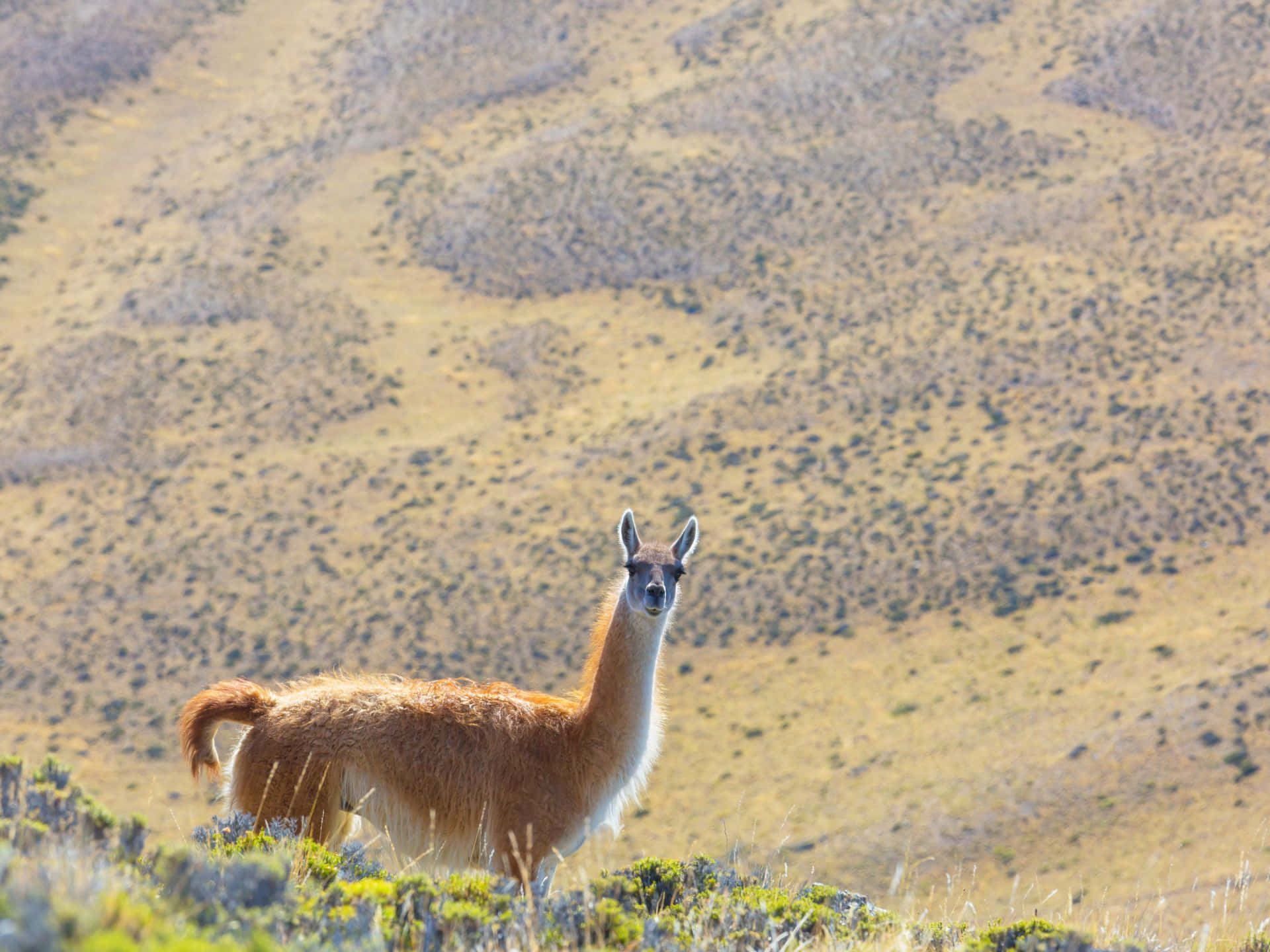 Guanacoin Patagonian Steppe Wallpaper