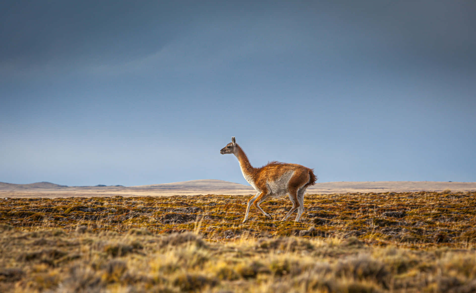 Guanacoin Patagonian Steppe Wallpaper