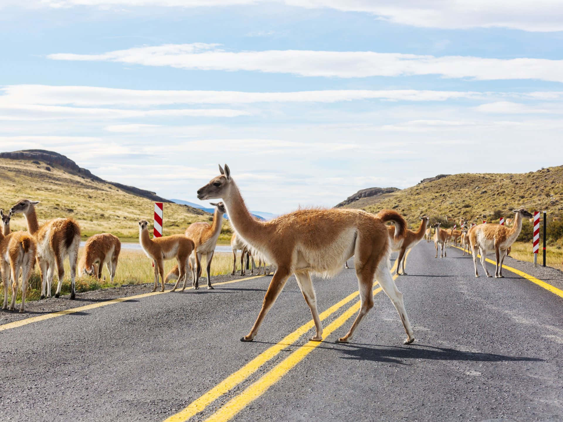 Guanacos Crossing Road Patagonia Wallpaper