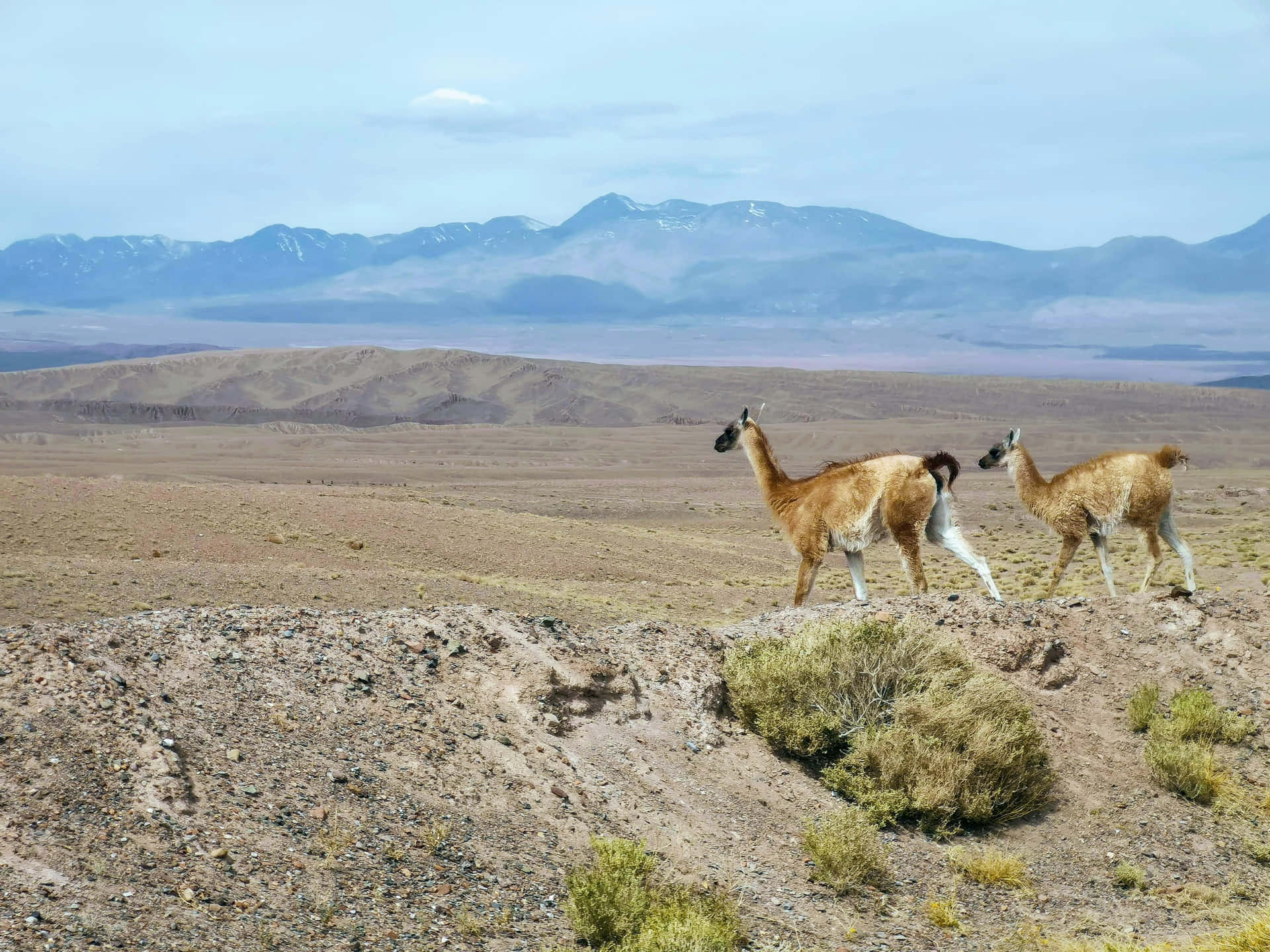 Download Guanacos Walking Across Andean Plains Wallpaper | Wallpapers.com