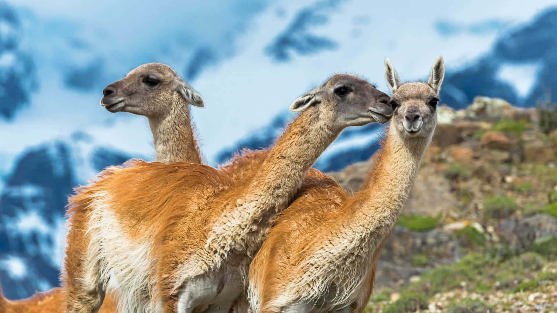 Guanacos In Andean Highlands Achtergrond