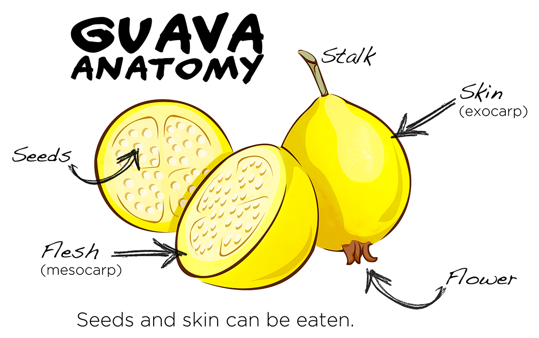 Guava Anatomy Illustration PNG