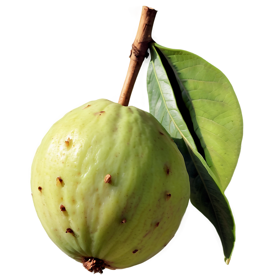 Guava Branch Png 90 PNG