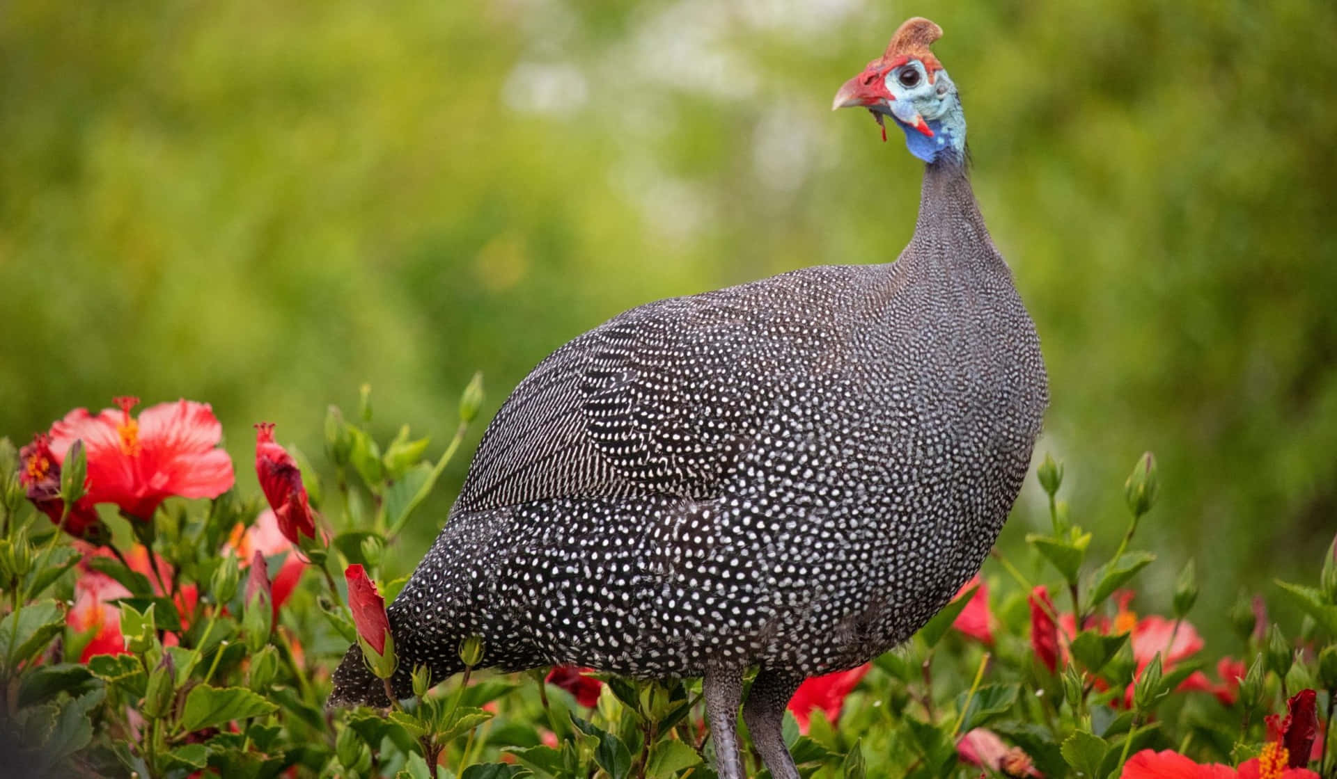 Guinea Fowl Among Flowers.jpg Wallpaper