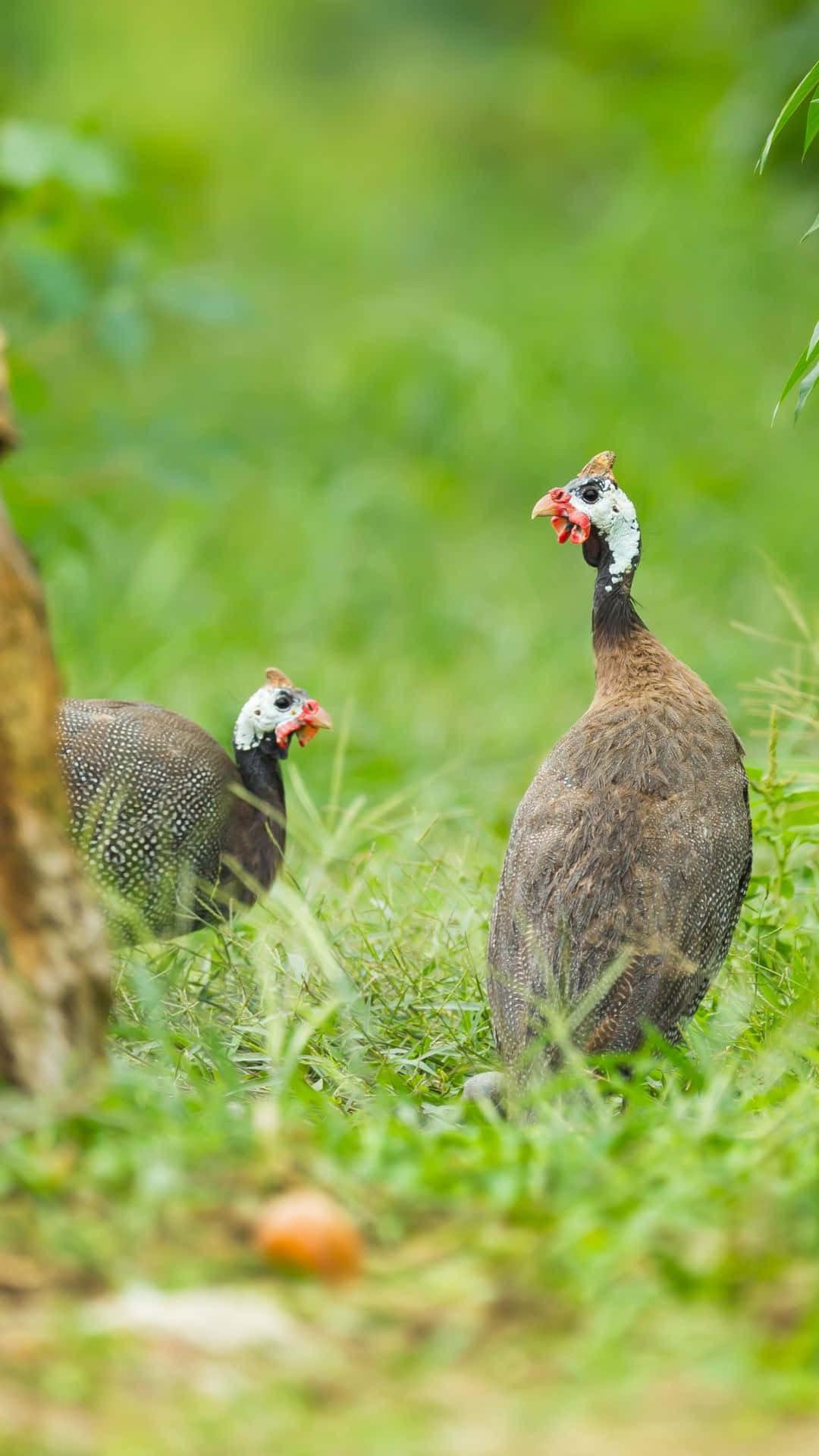 Guinea Fowl Pairin Greenery.jpg Wallpaper