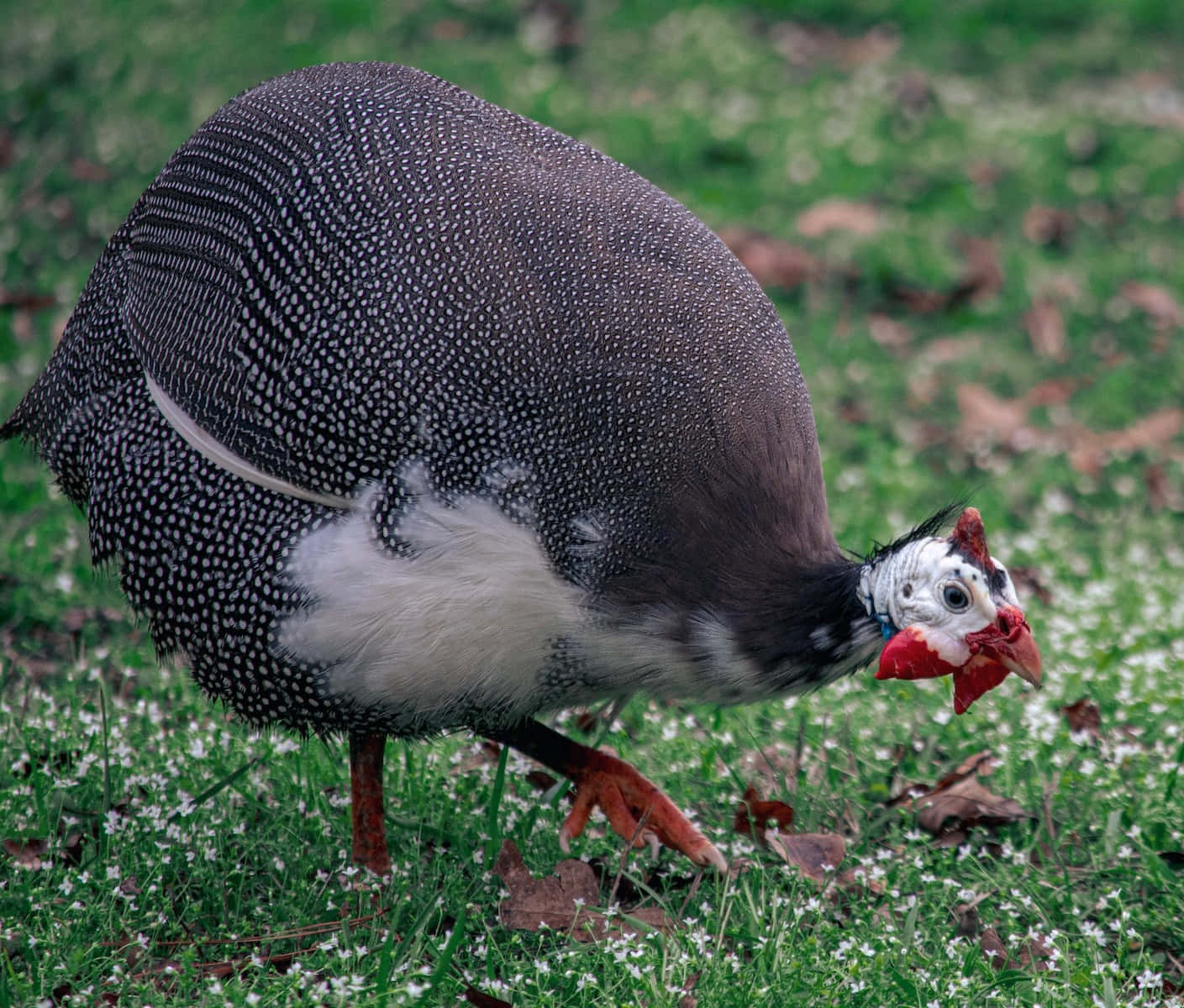 Guinea Fowlin Grass Wallpaper