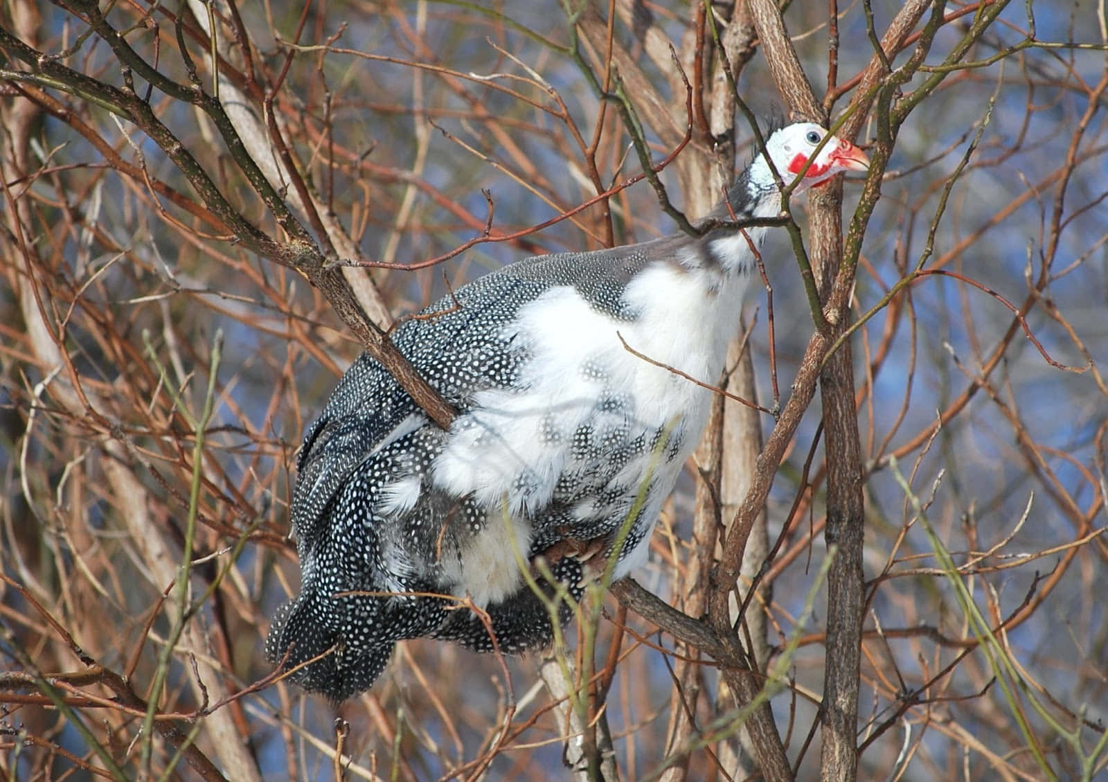 Guinea Fowlin Tree Branches Wallpaper