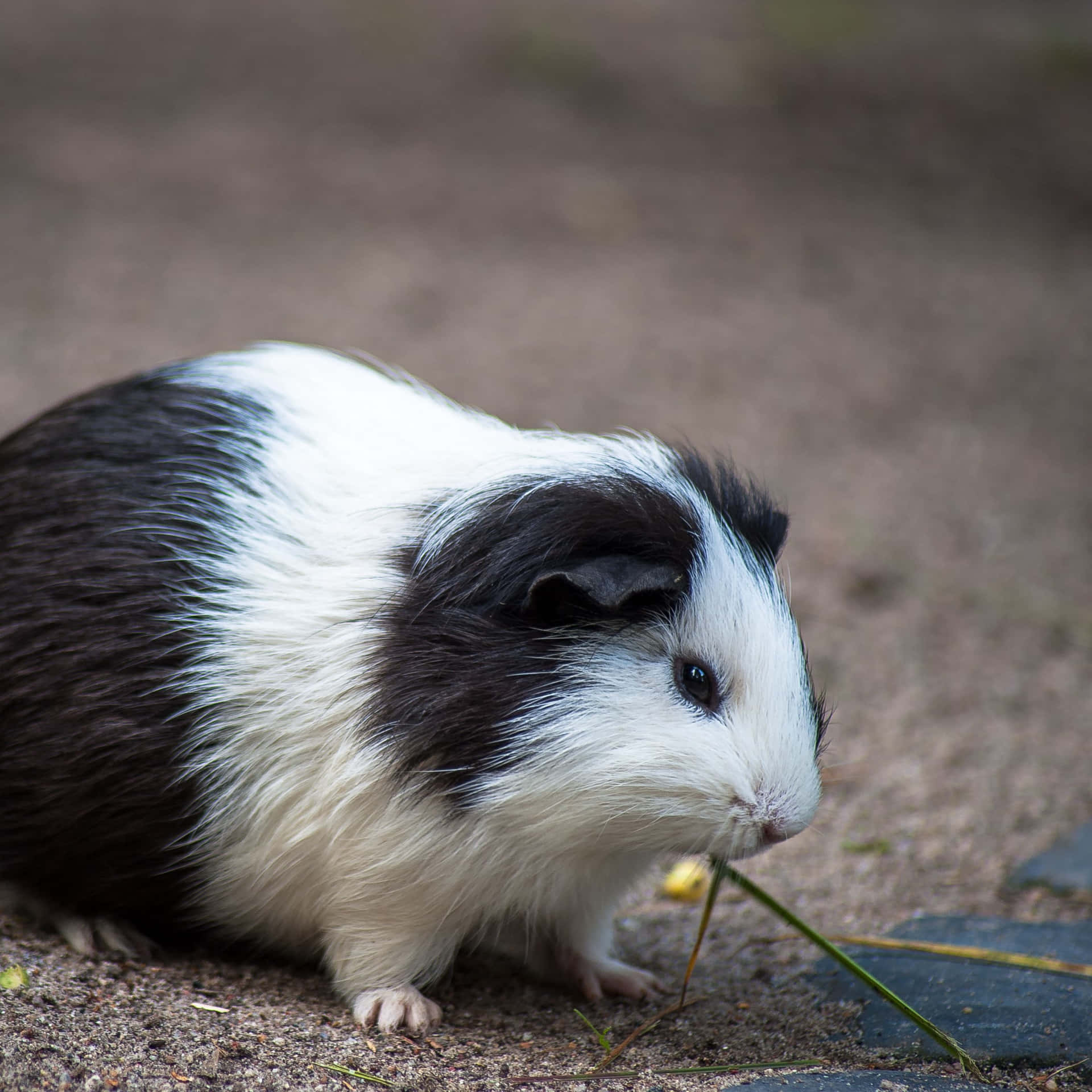 a guinea pig eating a piece of grass