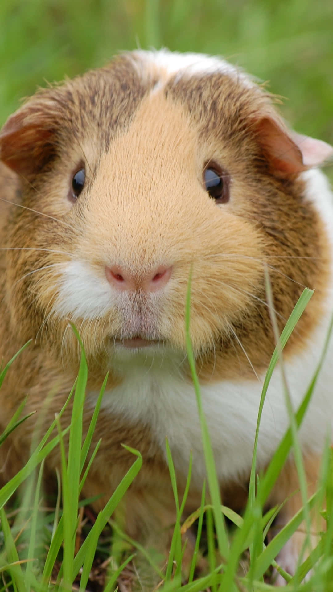a guinea pig is sitting in the grass